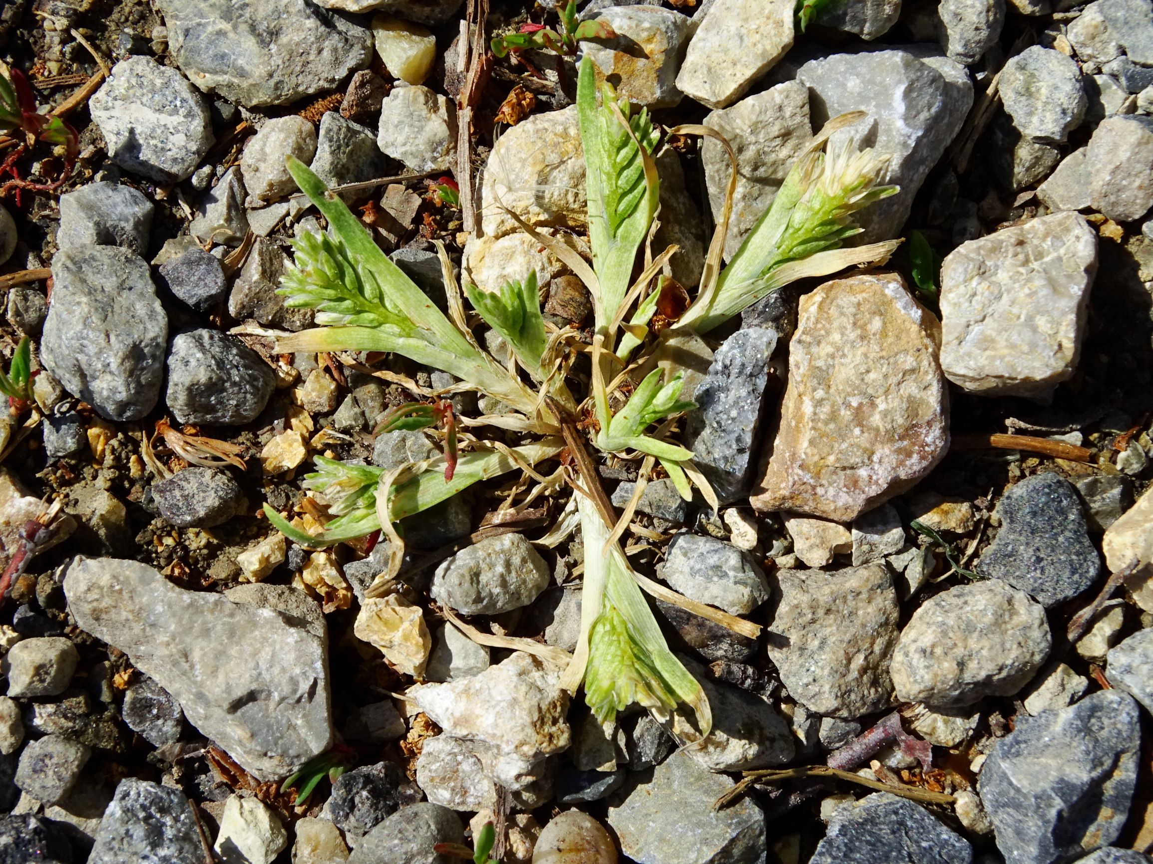 DSC02062 prell sclerochloa dura.JPG