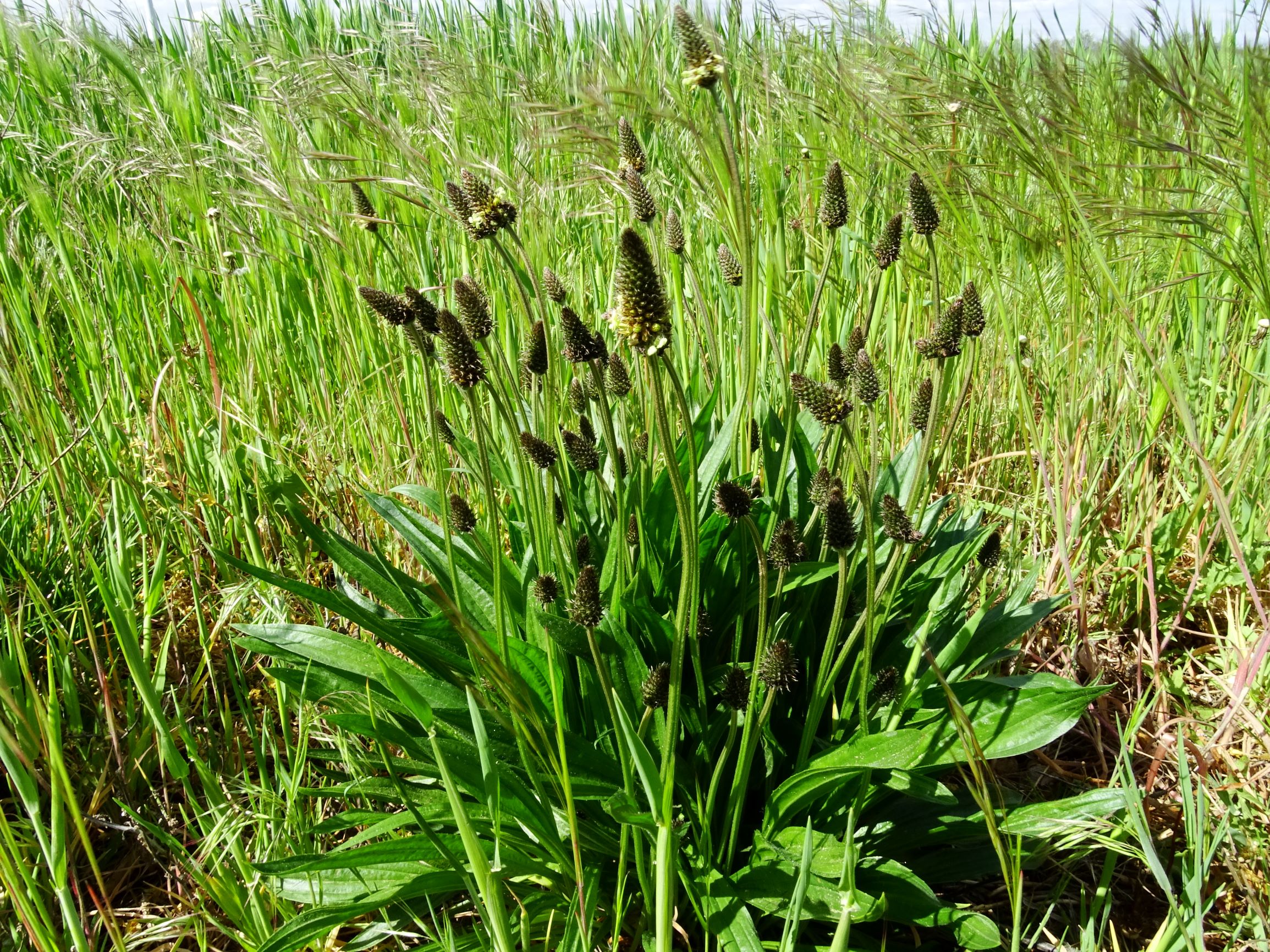 DSC02075 prell plantago lanceolata (pseudomonströs).JPG