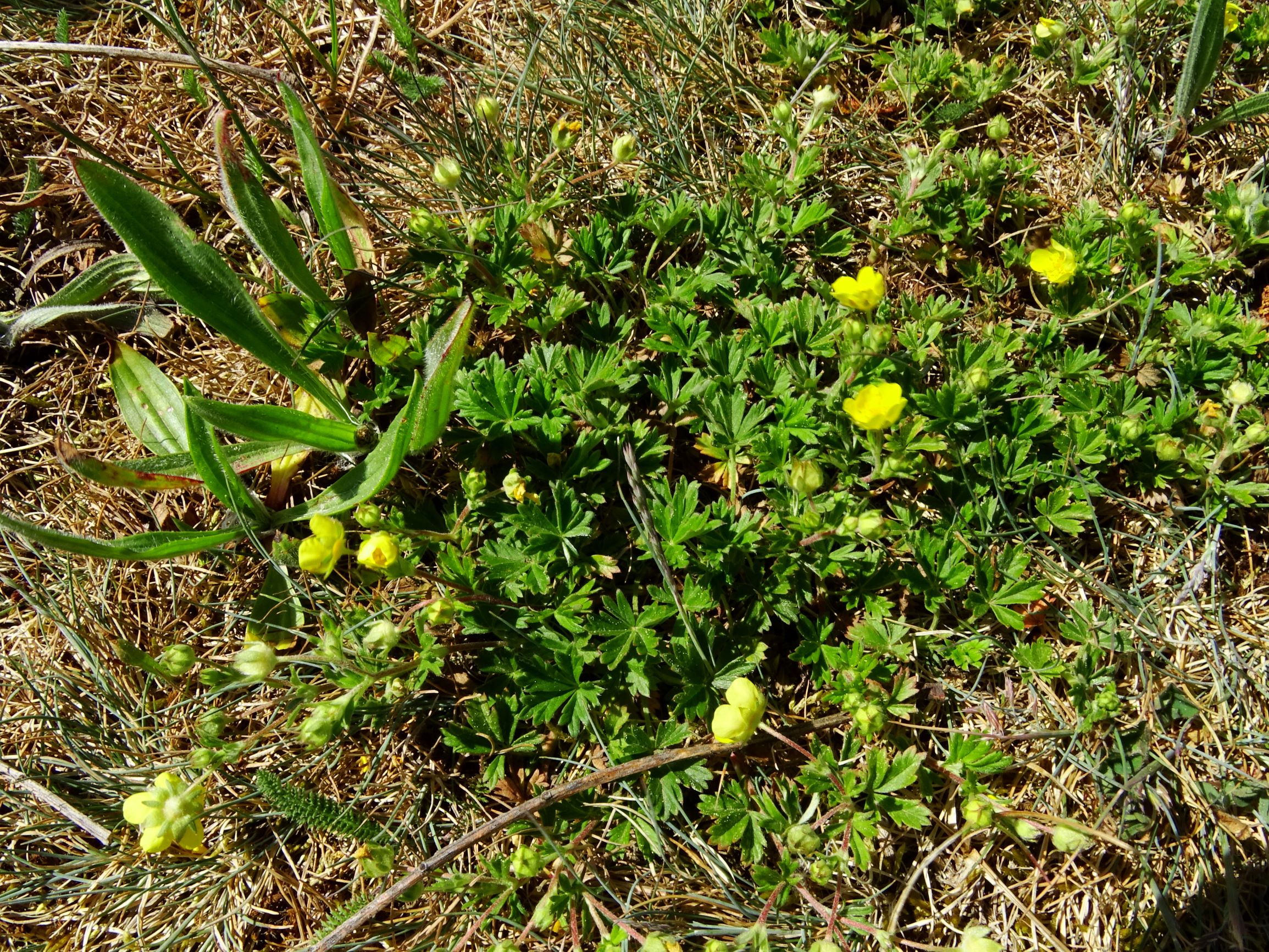 DSC02385 prell potentilla verna agg..JPG