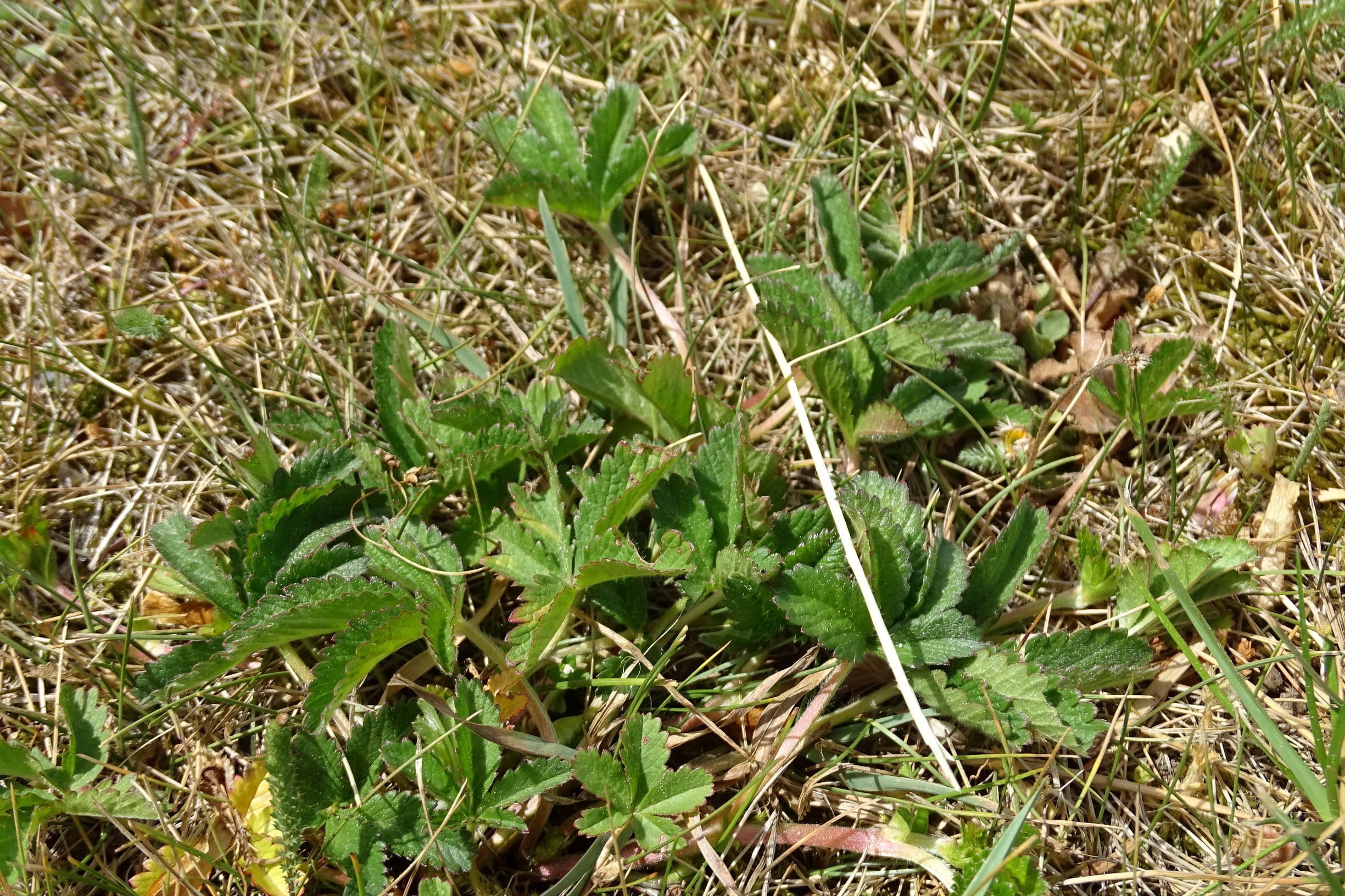 DSC02491 prell potentilla sp..JPG