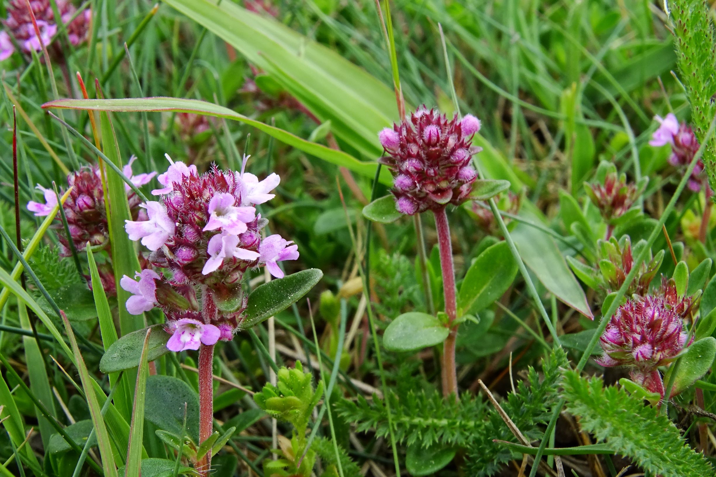 DSC02557 prell thymus sp..JPG