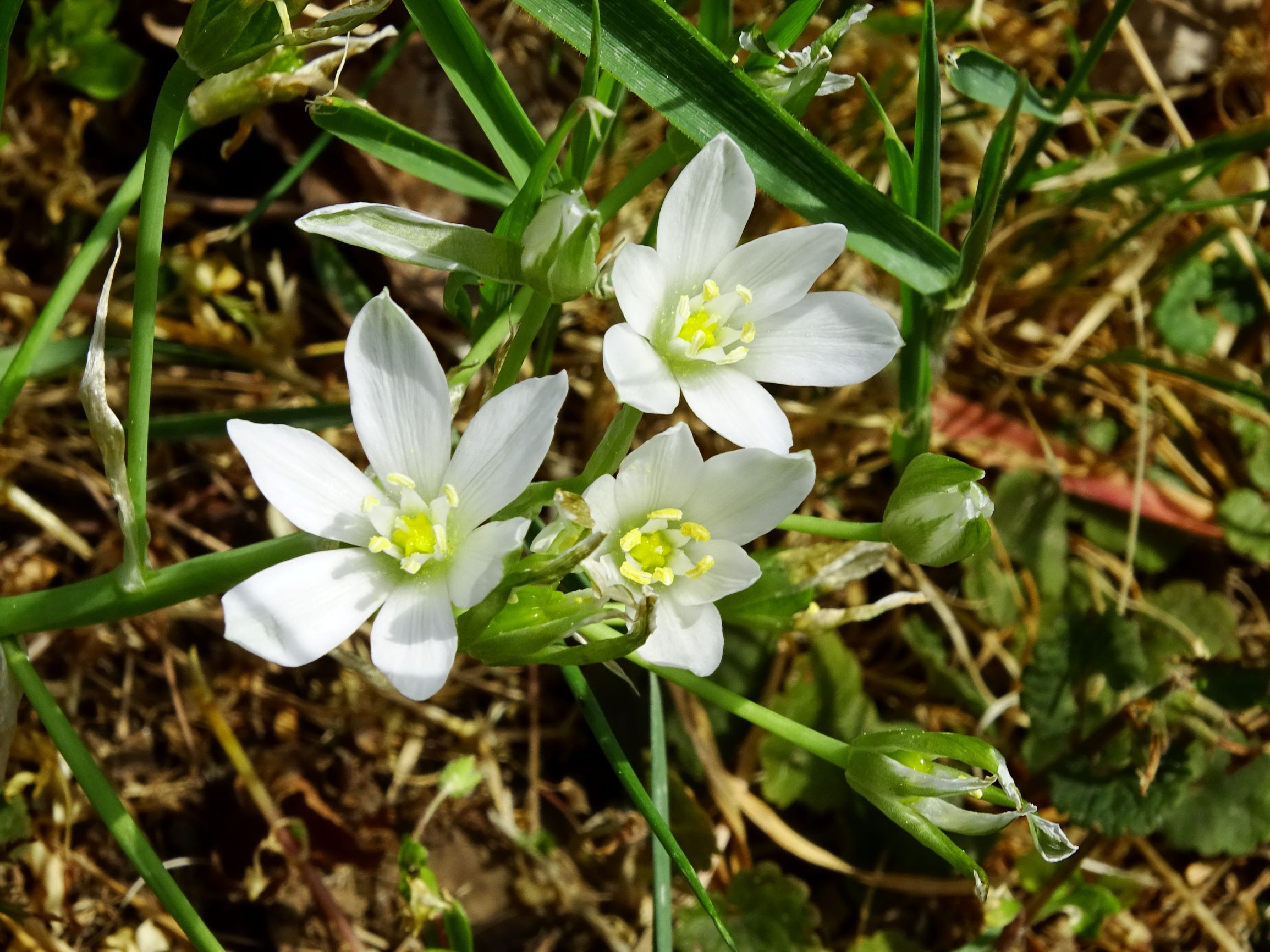 DSC02573 prell ornithogalum kochii.JPG