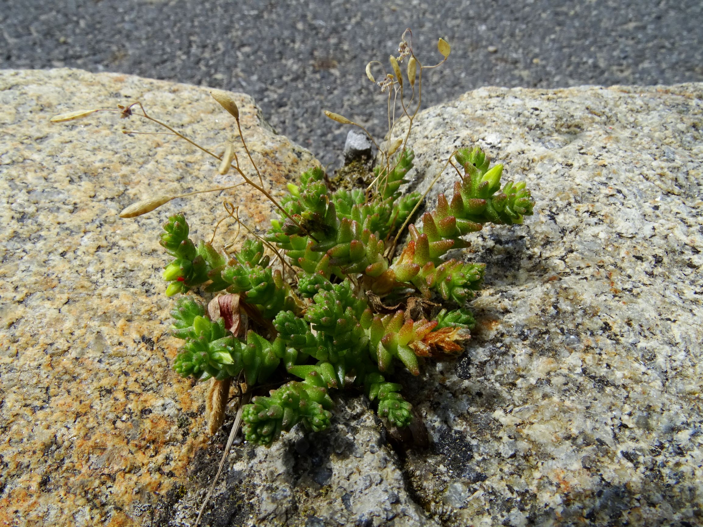 DSC02592 prell sedum acre, draba verna agg..JPG