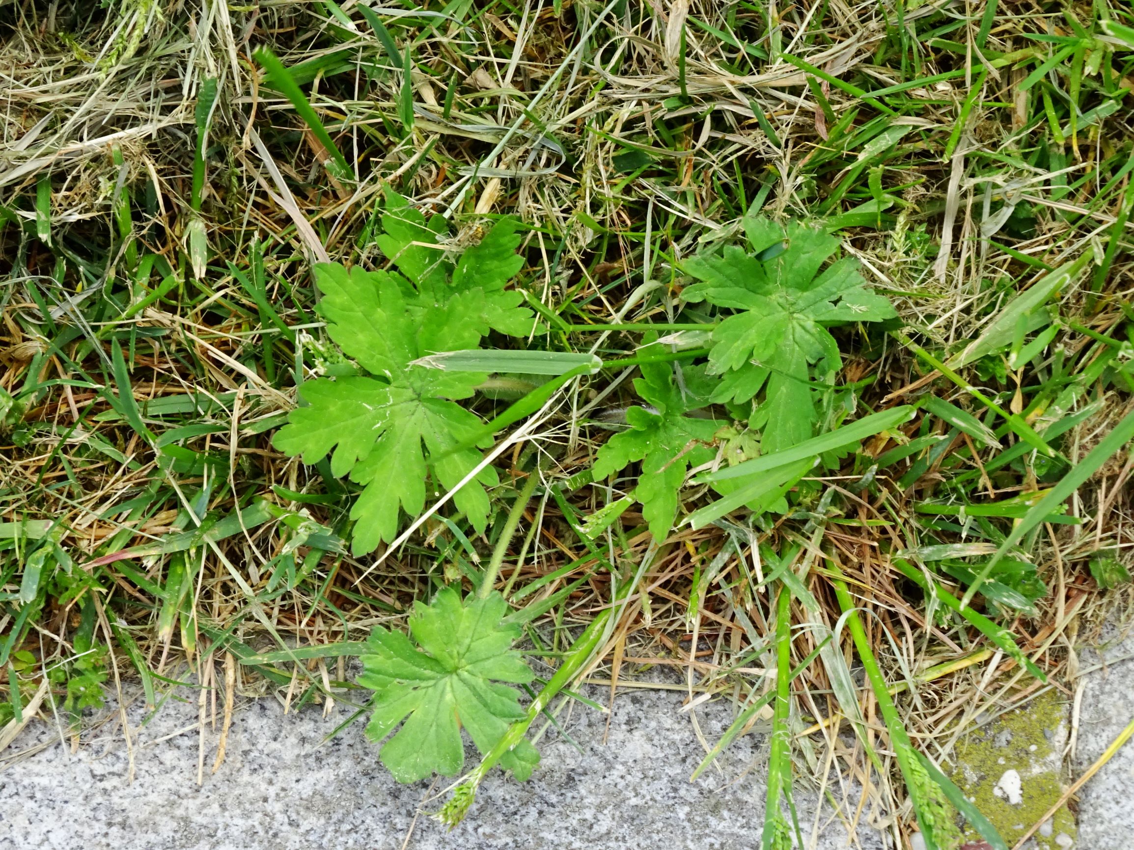 DSC02623 prell geranium sibiricum.JPG