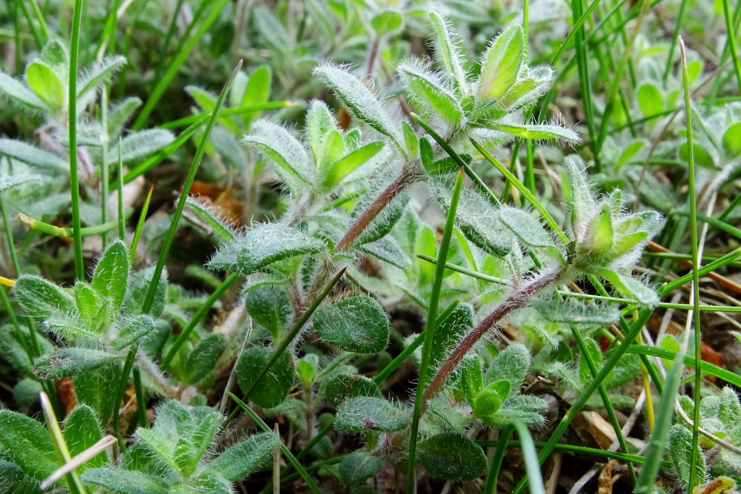 DSC02704 prell thymus sp..JPG