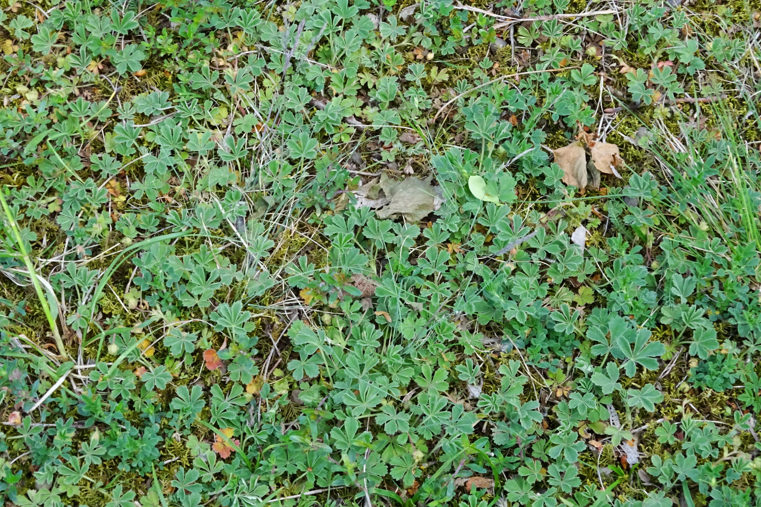 DSC02713 prell potentilla incana.JPG