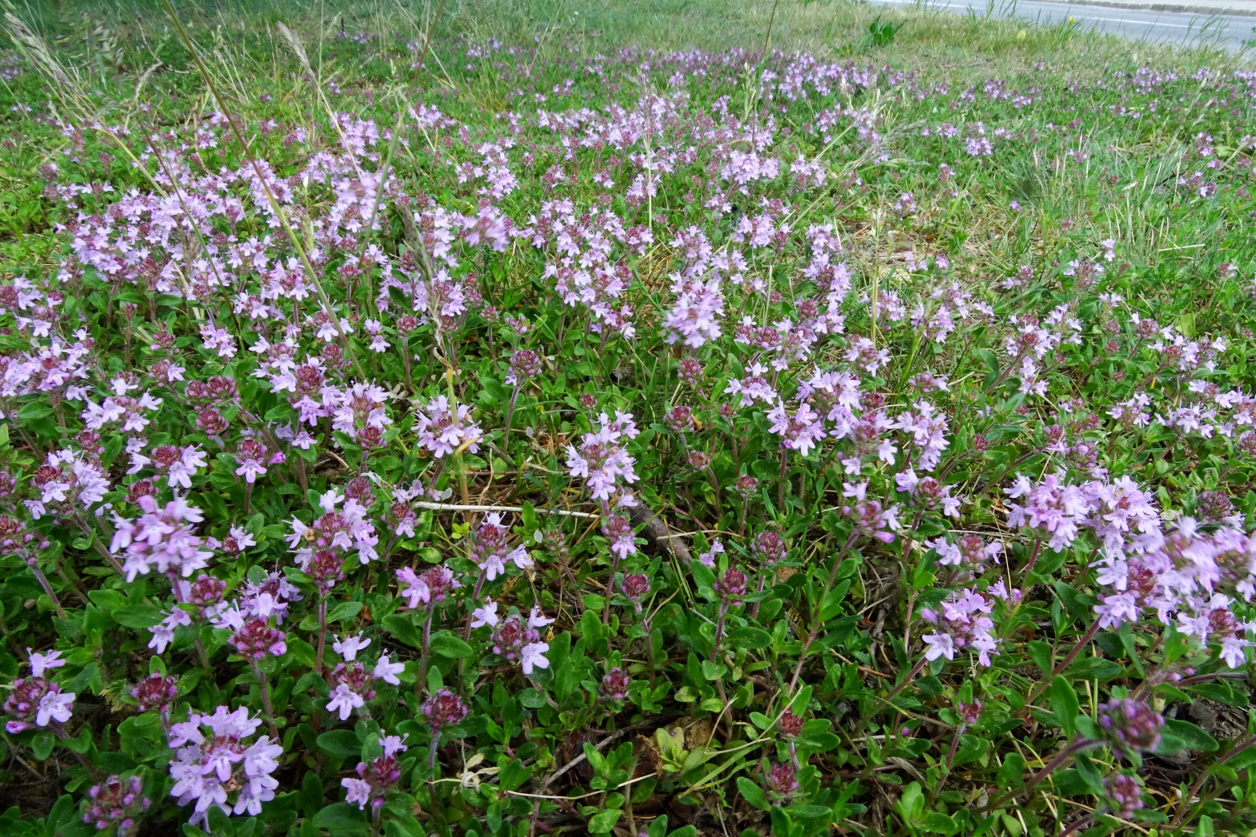 DSC02714 prell thymus sp..JPG