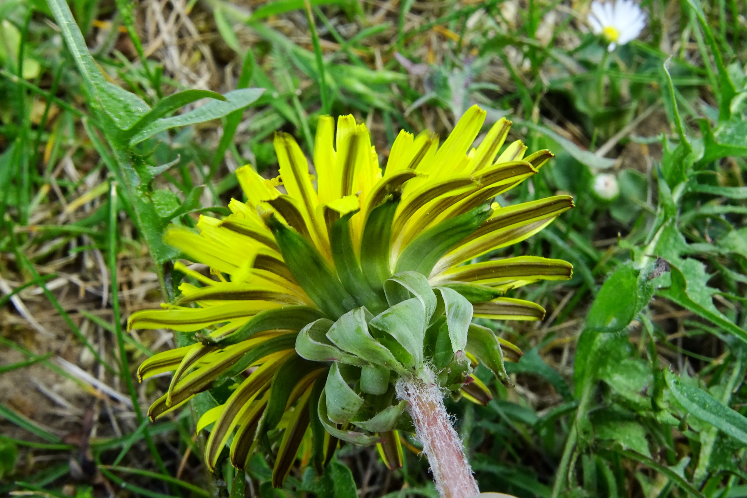 DSC02742 prell taraxacum sp..JPG