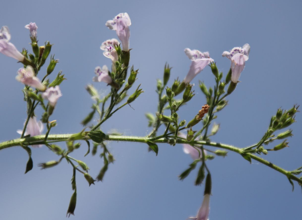 Calamintha_cf_einseleana_Moellersdorf_20170721_09.jpg