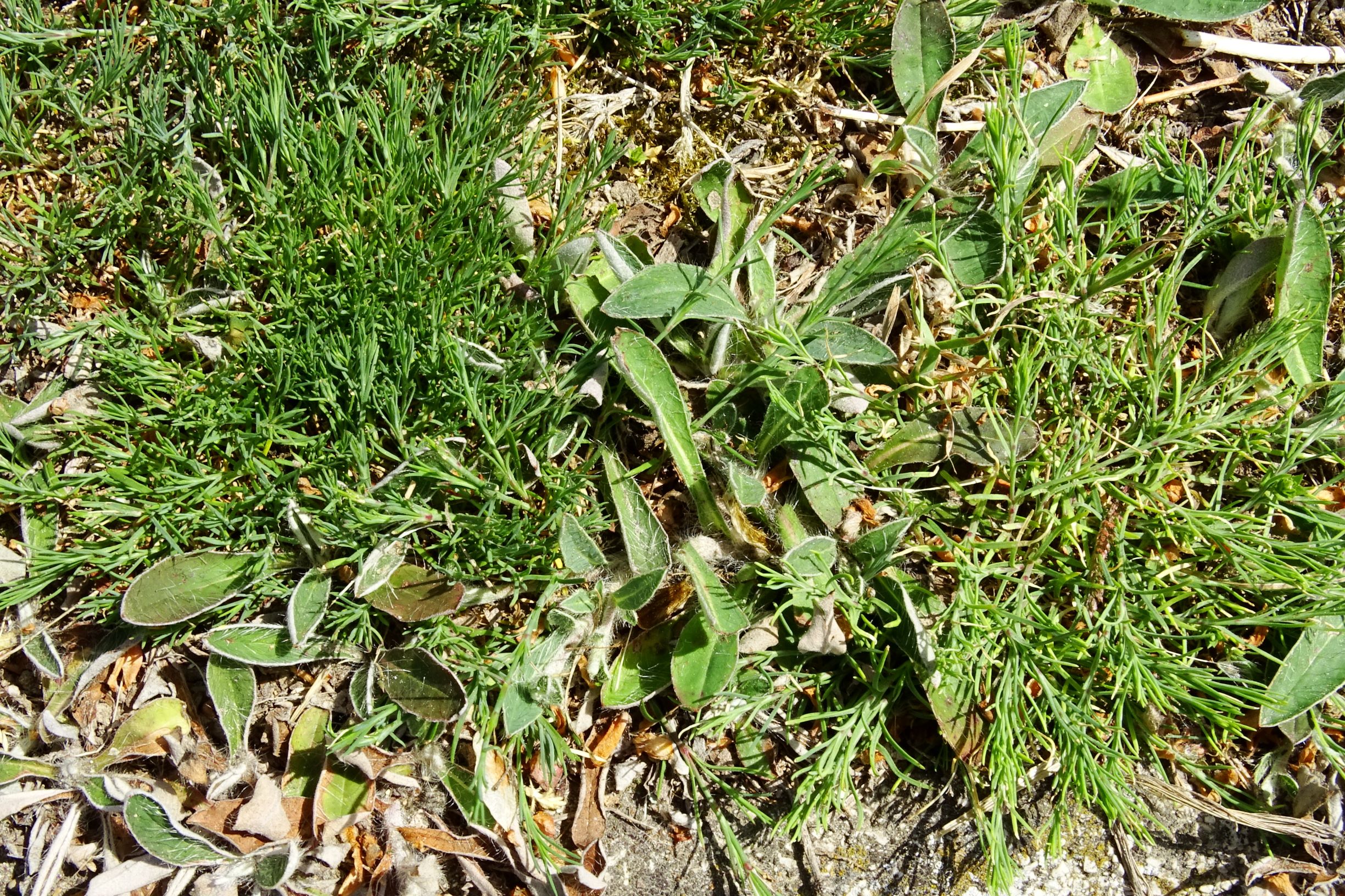 DSC02752 prell petrorhagia saxifraga, hieracium pilosella.JPG