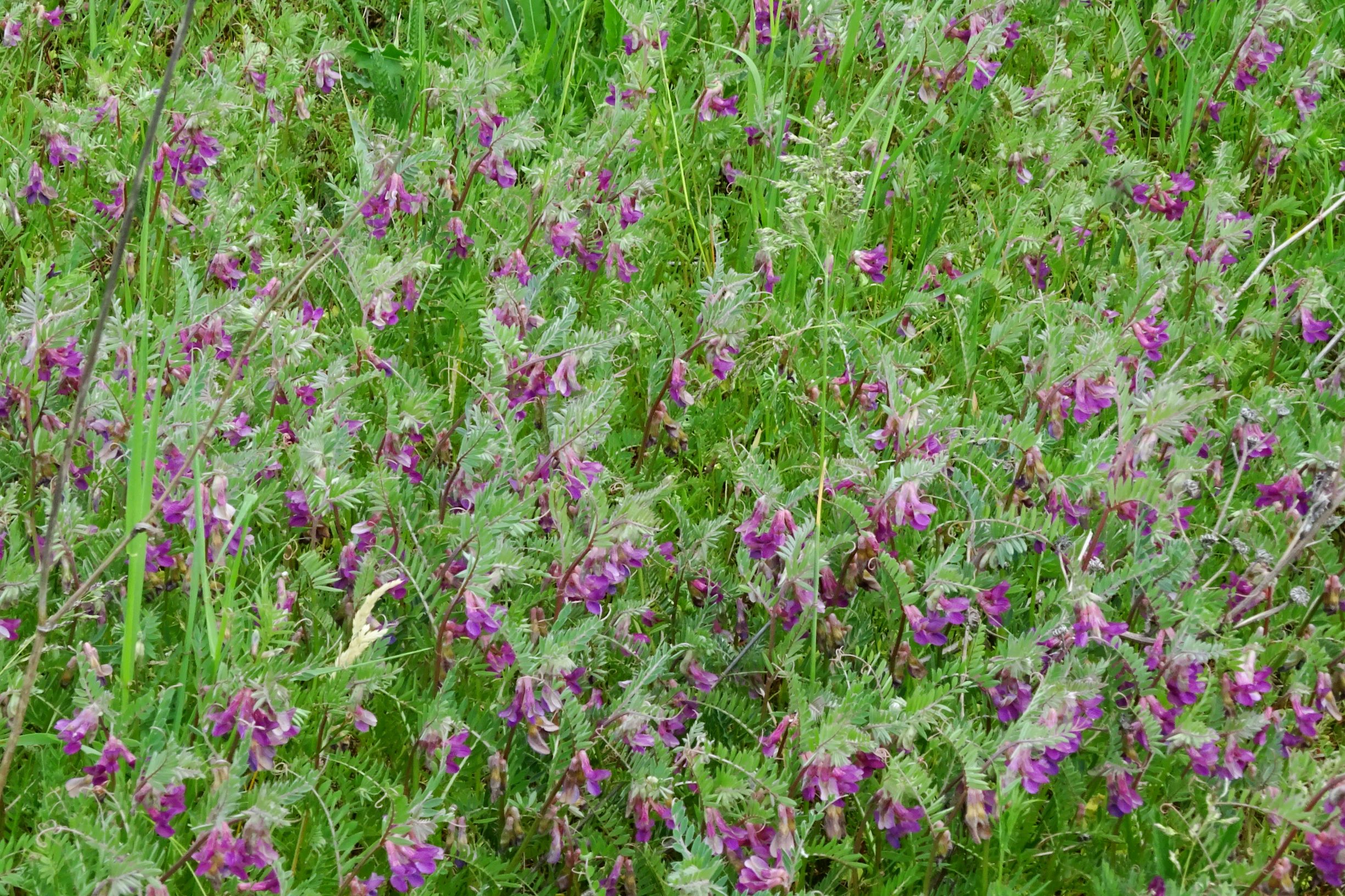 DSC02830 prell vicia pannonica striata.JPG