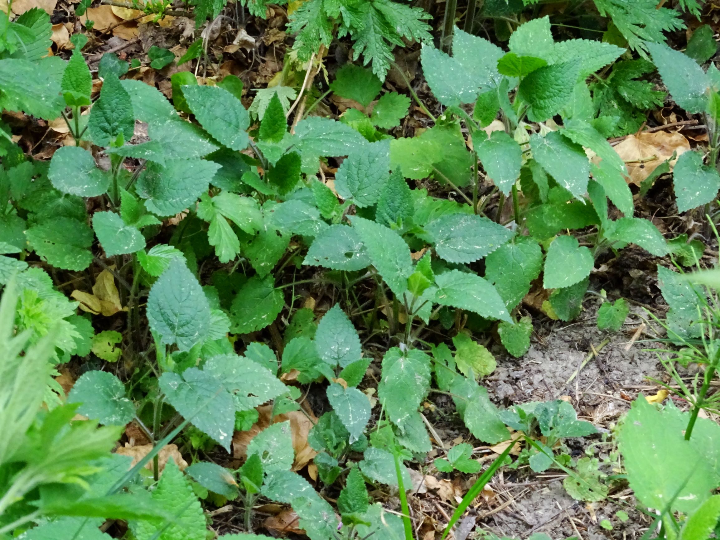 DSC02866 prell stachys sylvatica.JPG