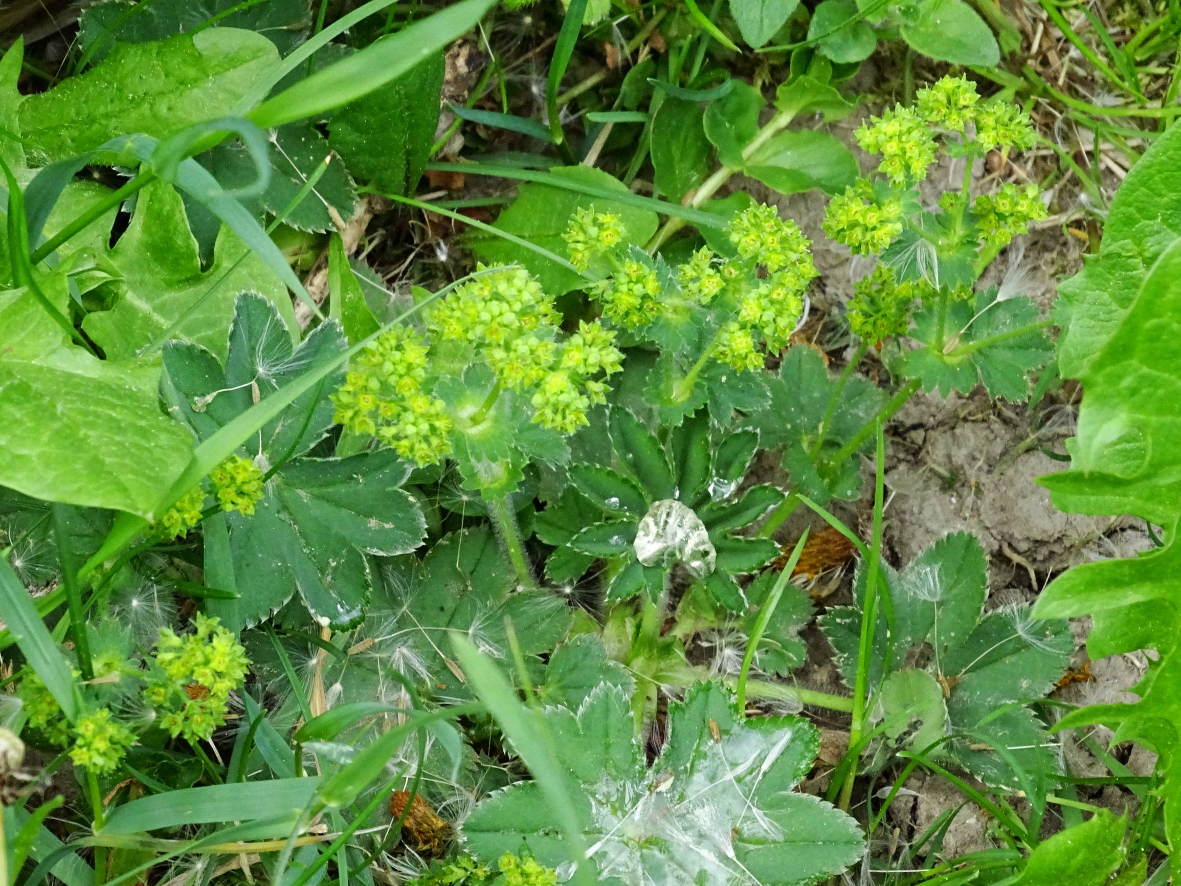 DSC02871 prell alchemilla vulgaris agg., lysimachia nummularia.JPG