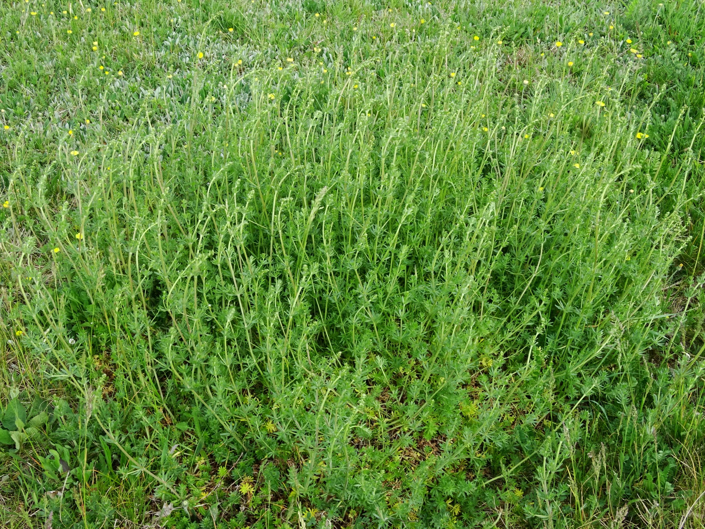 DSC02918 prell galium mollugo agg. (pycnotrichum).JPG