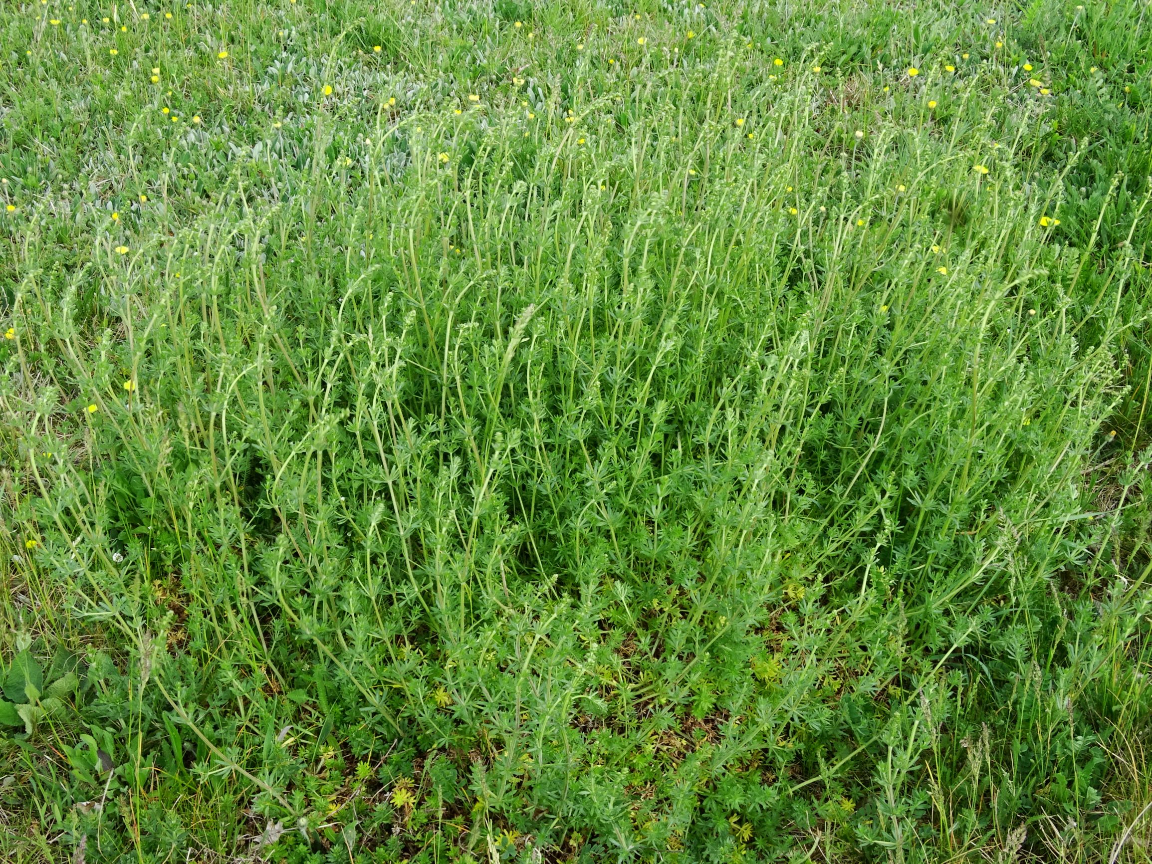 DSC02918 prell galium mollugo agg. (pycnotrichum).JPG