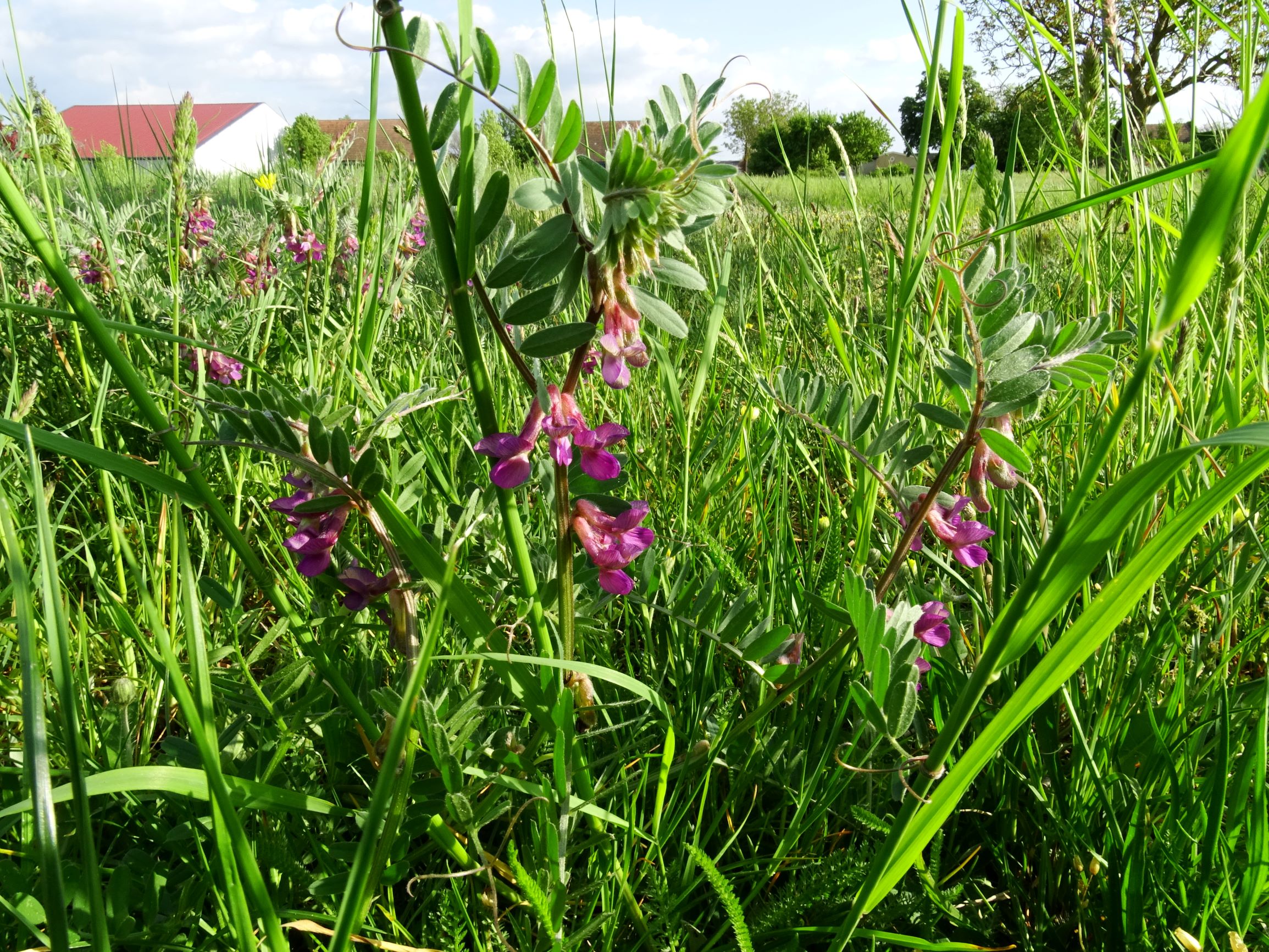 DSC03040 prell vicia pannonica striata.JPG