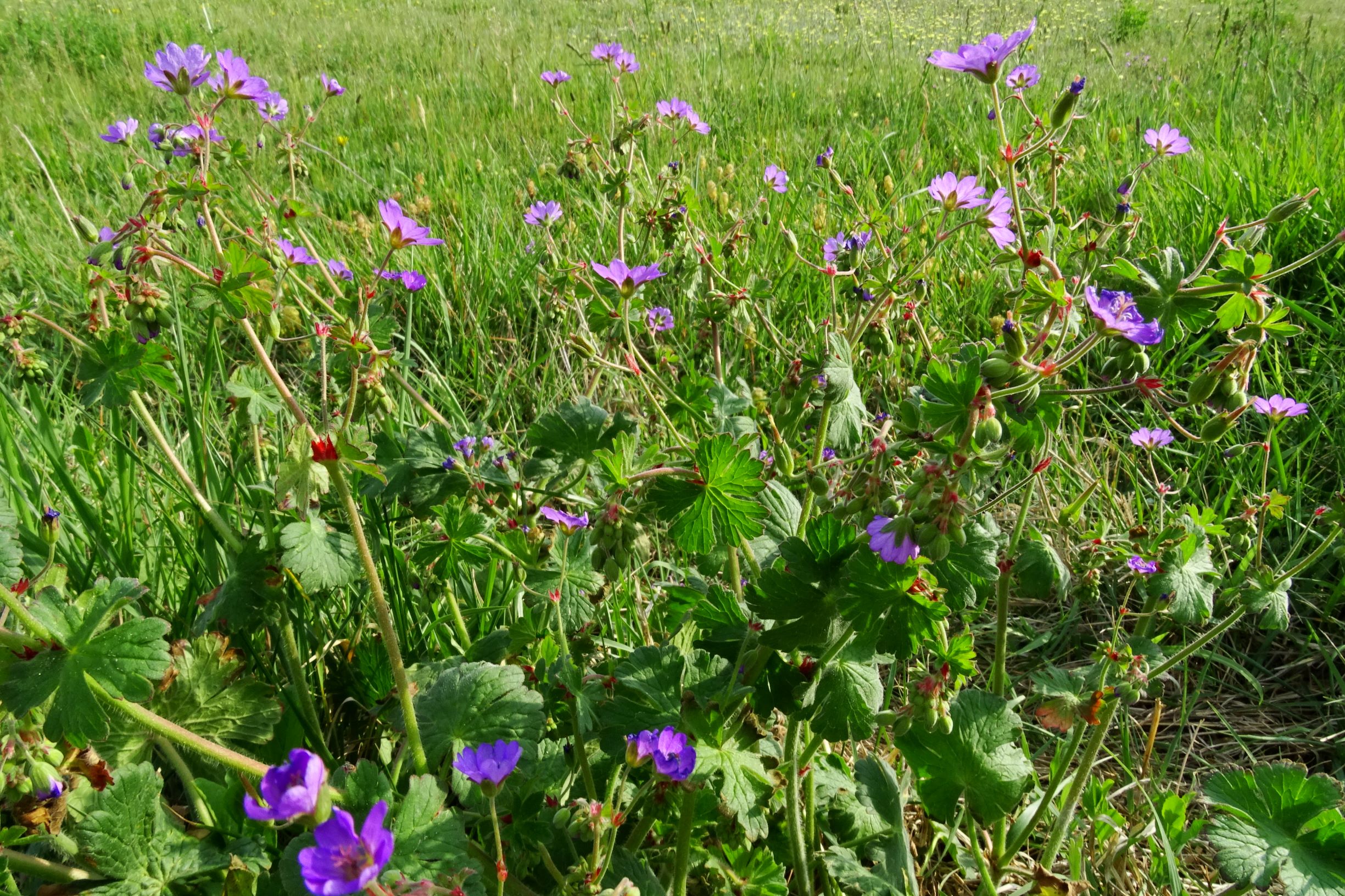 DSC03045 prell geranium pyrenaicum.JPG