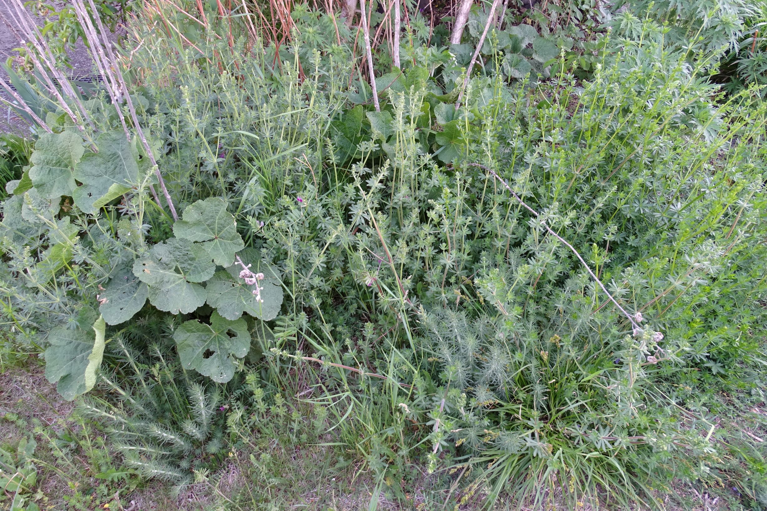 DSC03062 prell galium mollugo agg., g. verum, vicia angustifolia segetum etc..JPG