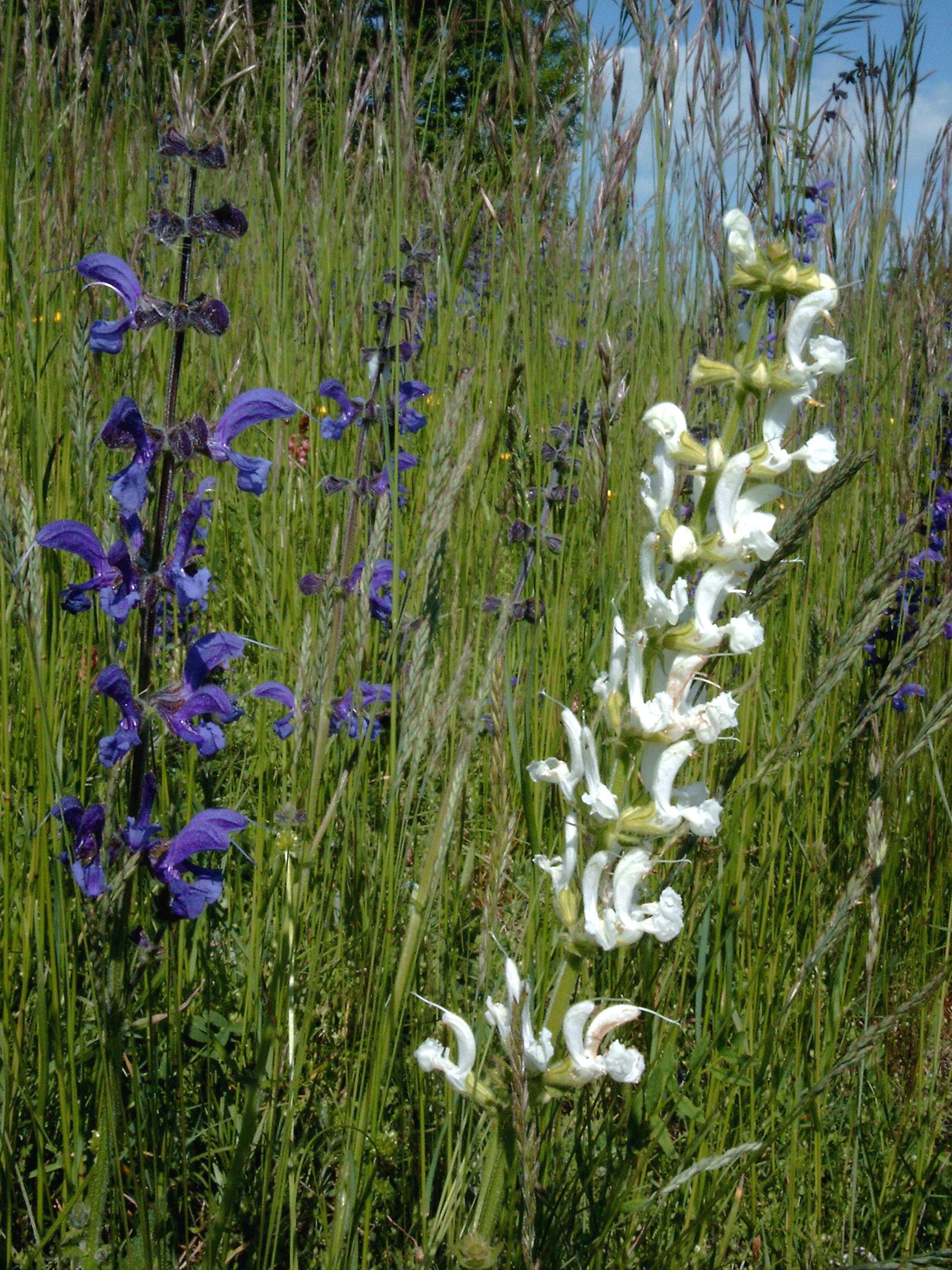 Bild1480 Wiesensalbei blau und weiß.jpg