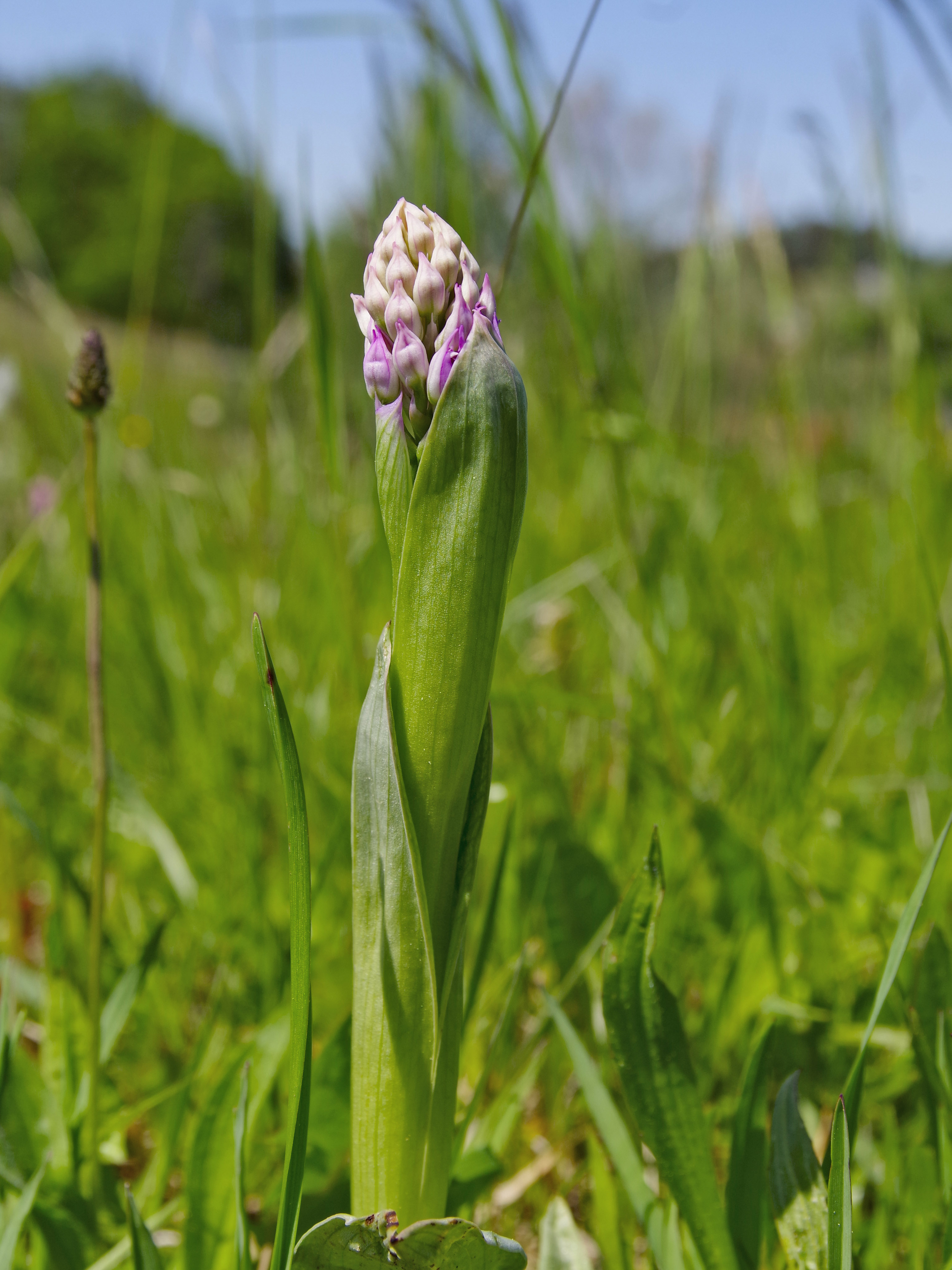 Neotinea tridentata_leutschach4b.jpg