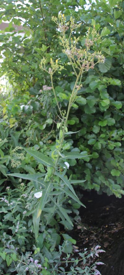 Sonchus_palustris_Muehlbach_Moellersdorf_20170723_09.jpg