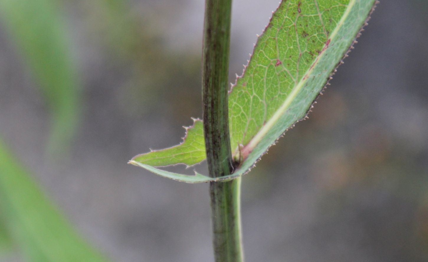 Sonchus_palustris_Muehlbach_Moellersdorf_20170723_17.jpg