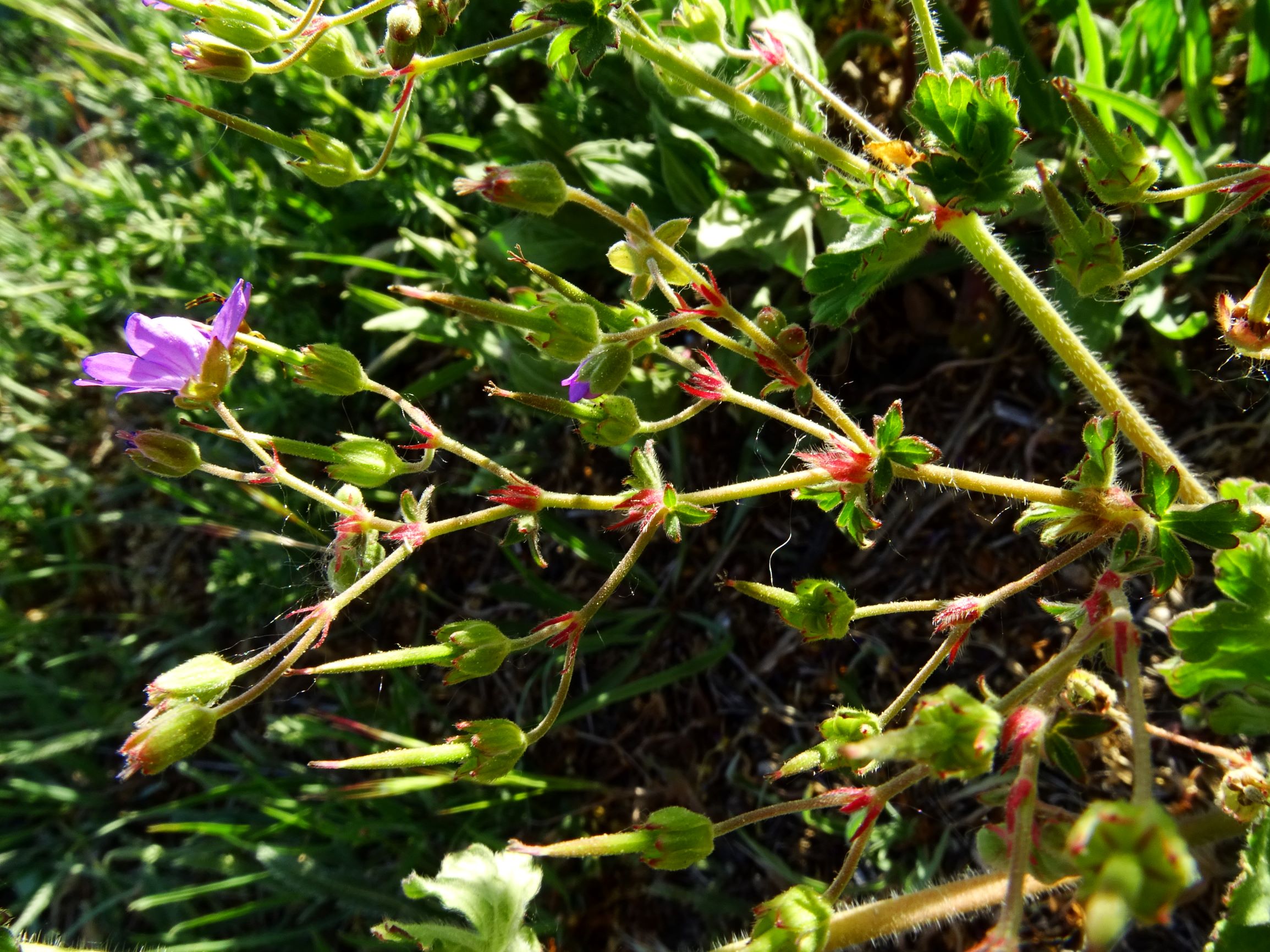 DSC03095 geranium pyrenaicum.JPG