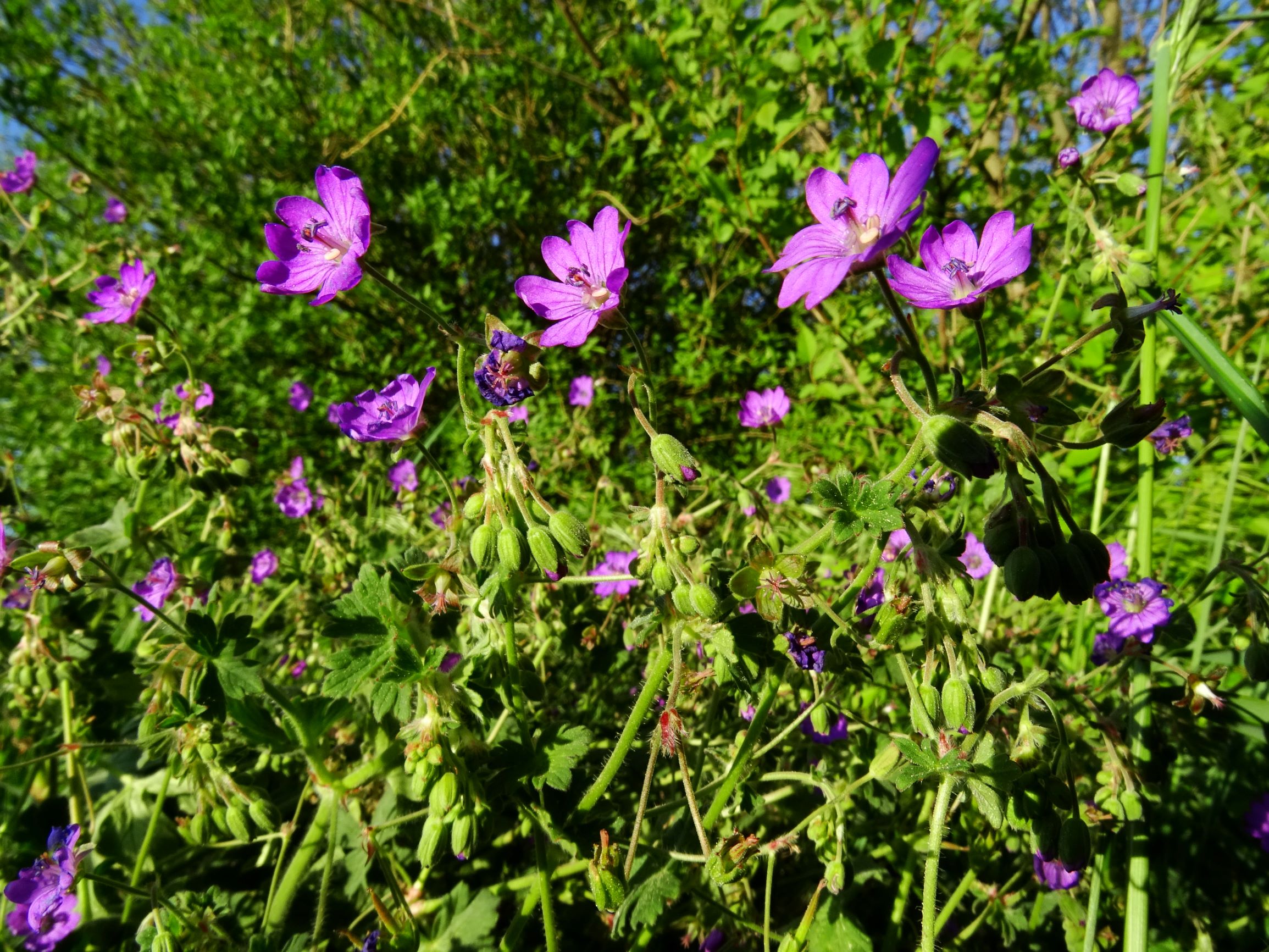 DSC03119 geranium pyrenaicum.JPG