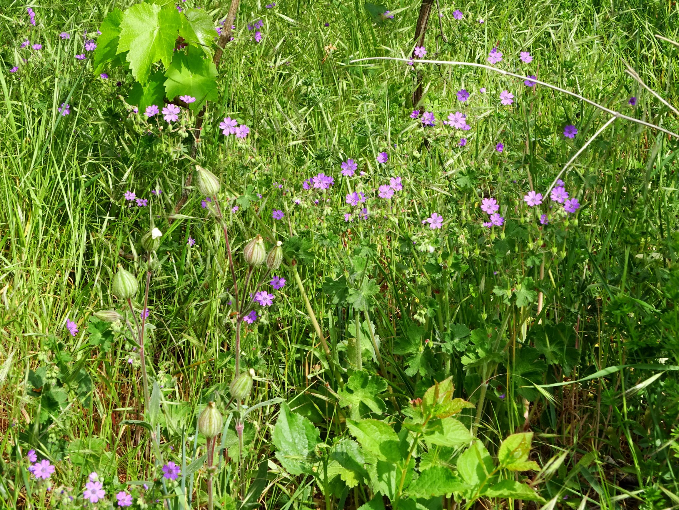 DSC03408 geranium pyrenaicum.JPG