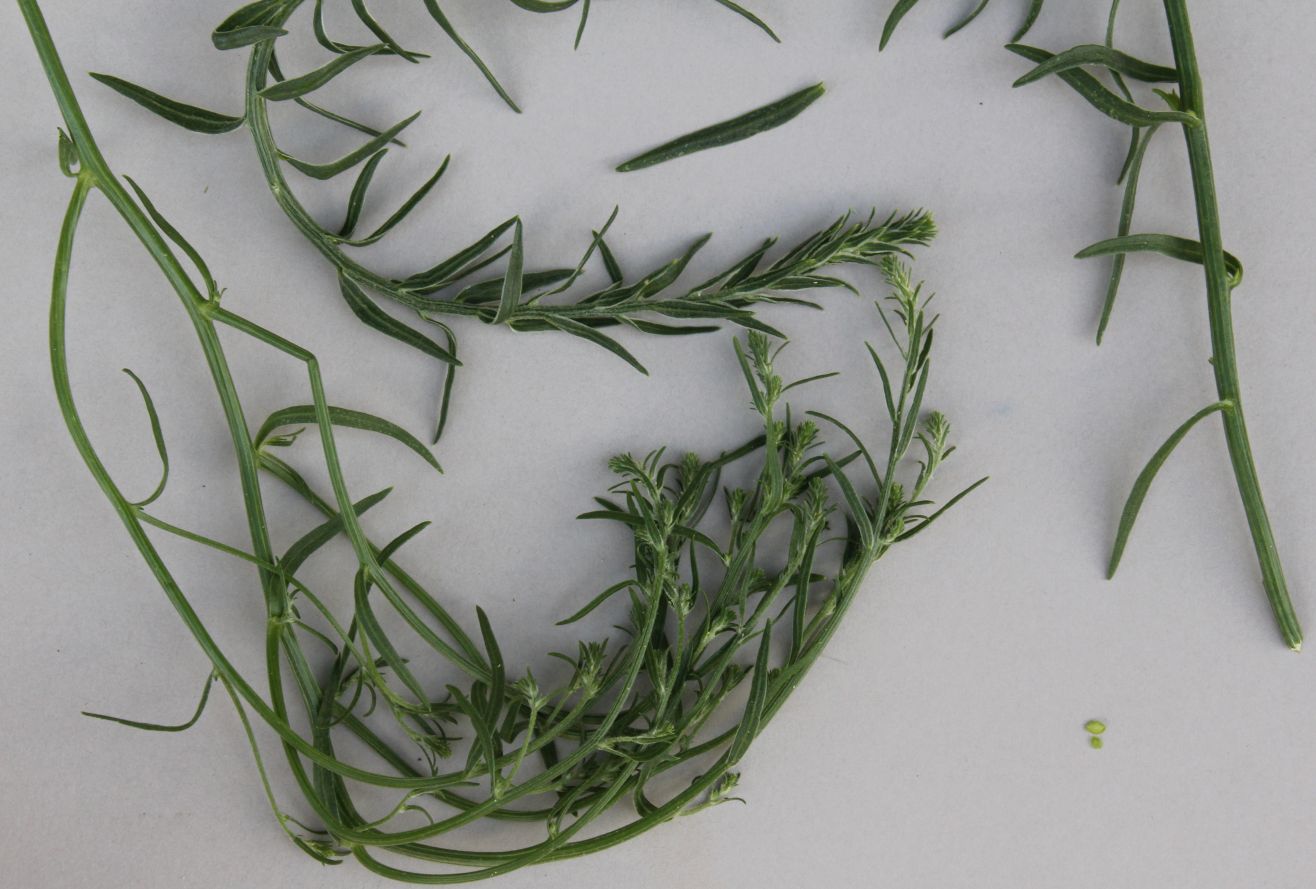 cf_Corispermum_Moellersdorf_20170723_07.jpg