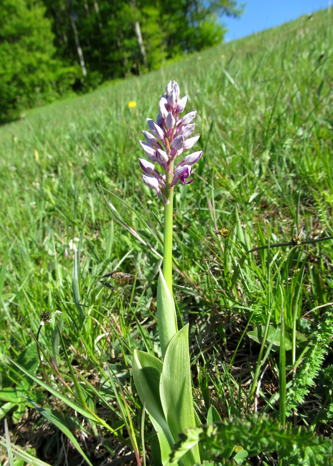 IMG_9332 Orchis militaris,Pichler.JPG