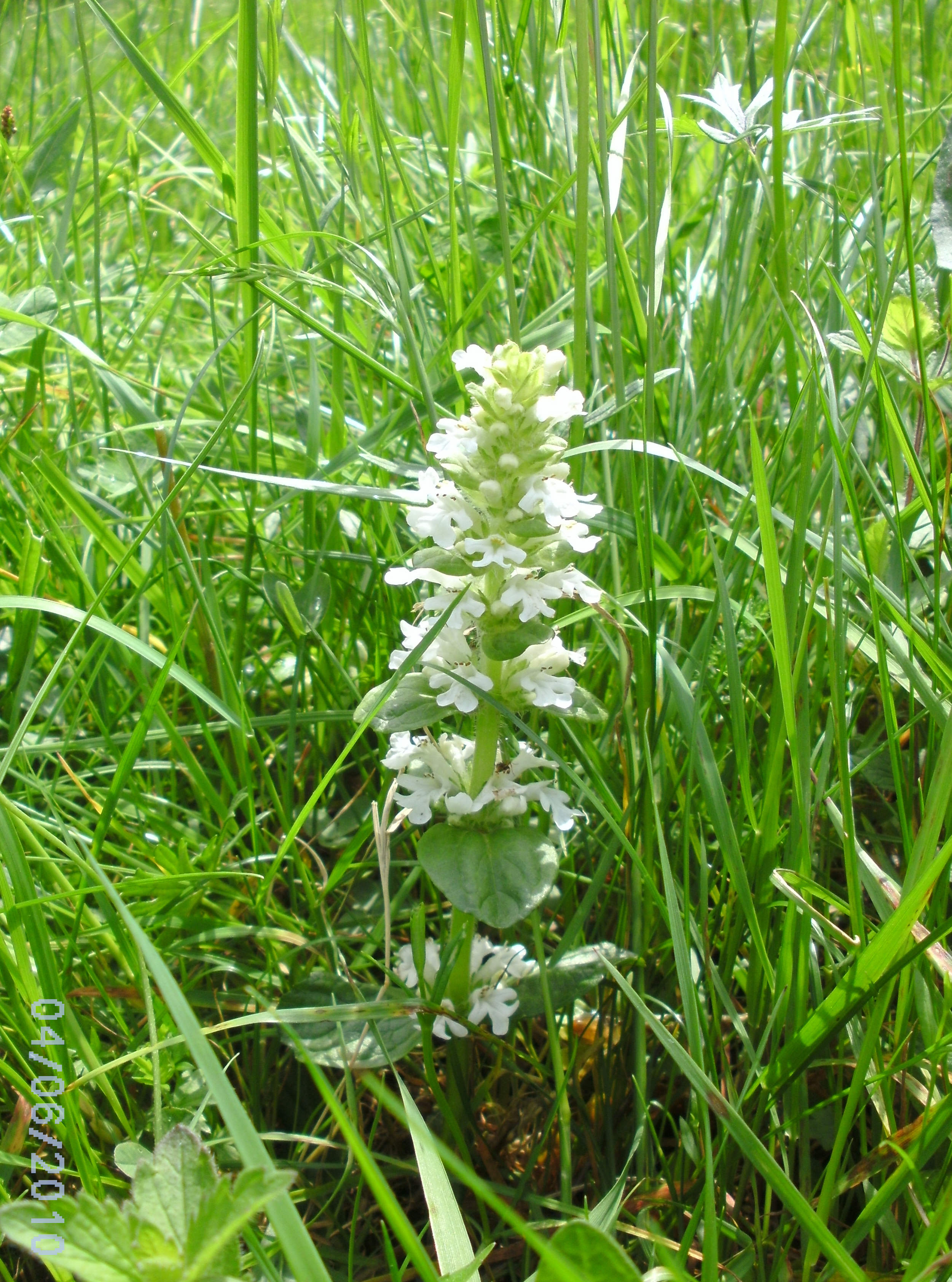 BILD0013 Günsel(Albino) Andersbach.jpg