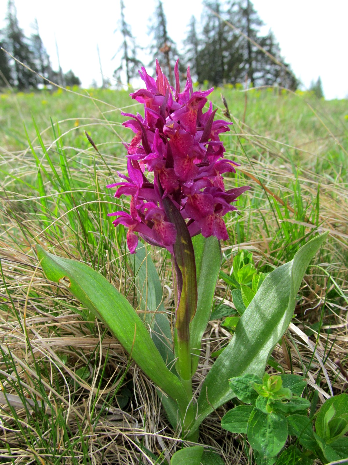 IMG_9344 Dactylorhiza sambucina rot, Klosteralm.JPG