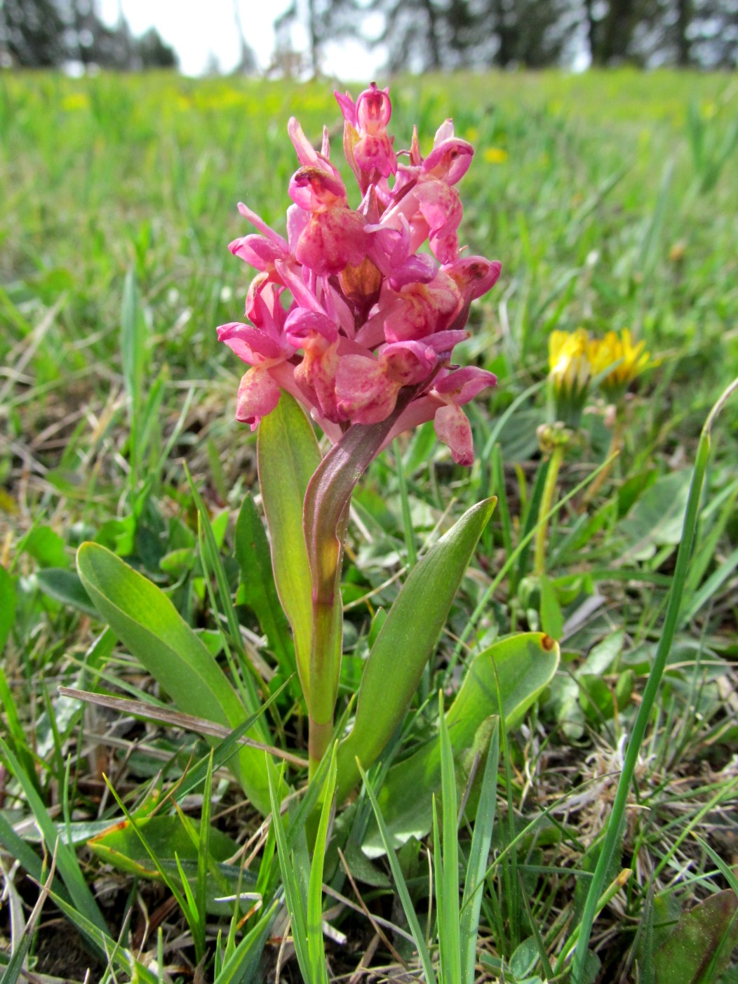 IMG_9345 Dactylorhiza sambucina, Zwischenform, Klosteralm.JPG