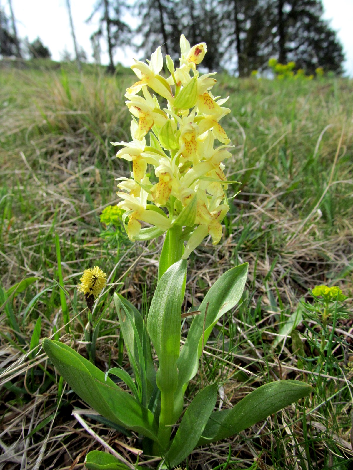 IMG_9348 Dactylorhiza sambucina gelb, Klosteralm.JPG