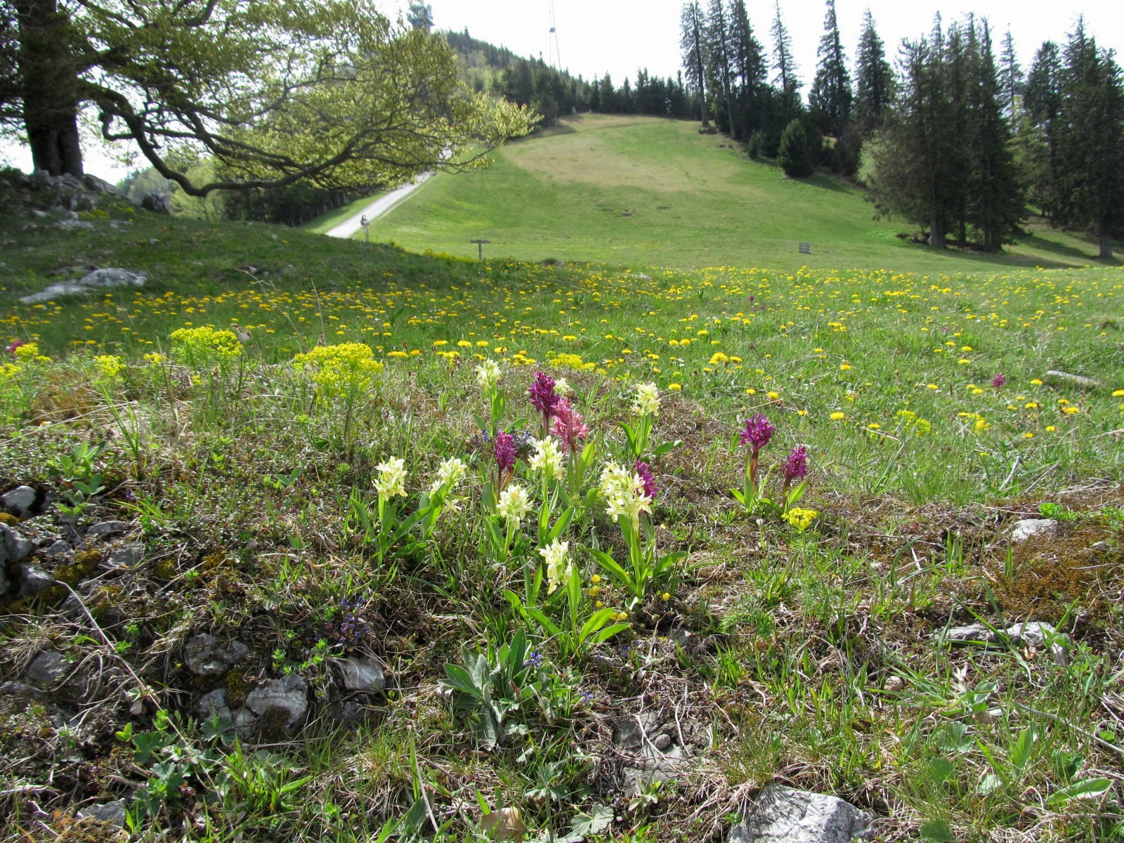 IMG_9355 Dactylorhiza sambucina, Klosteralm.JPG