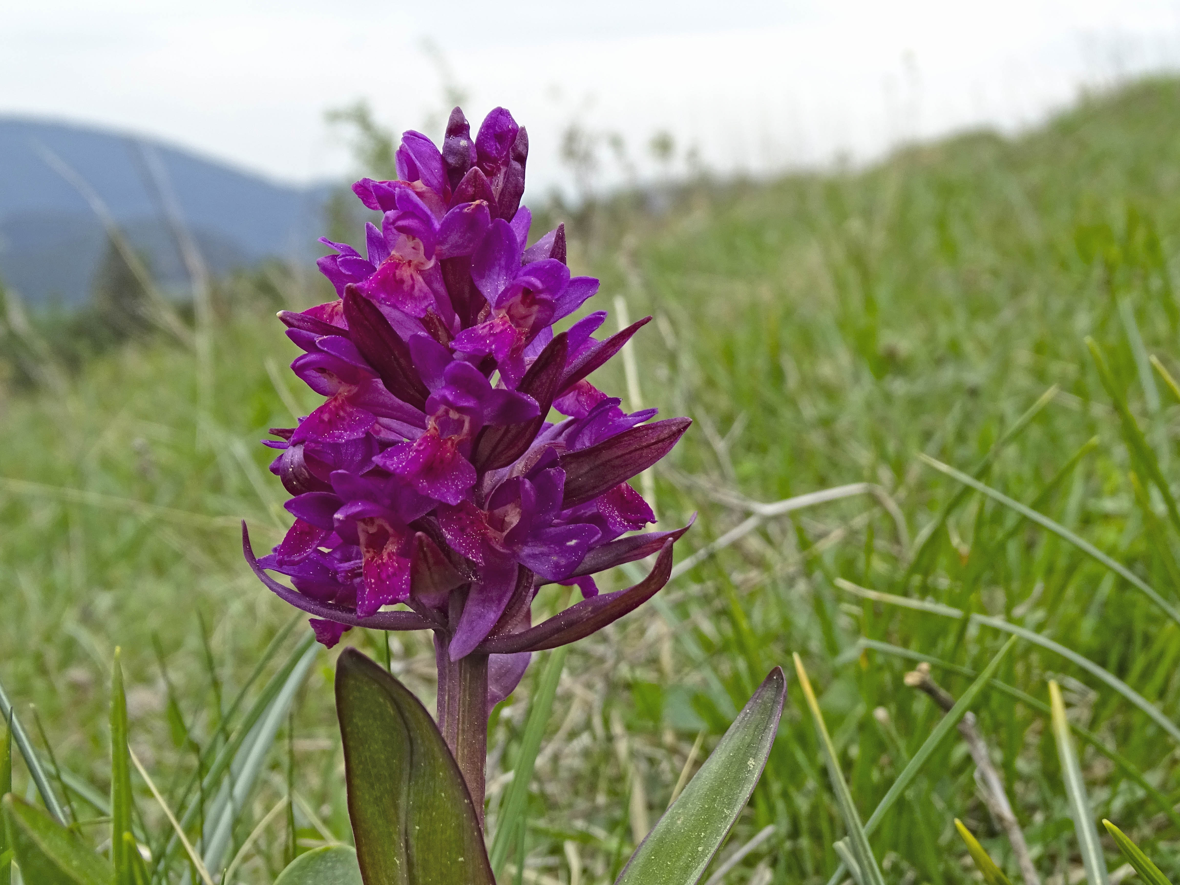 Dactylorhiza sambucina_hohenau3.jpg