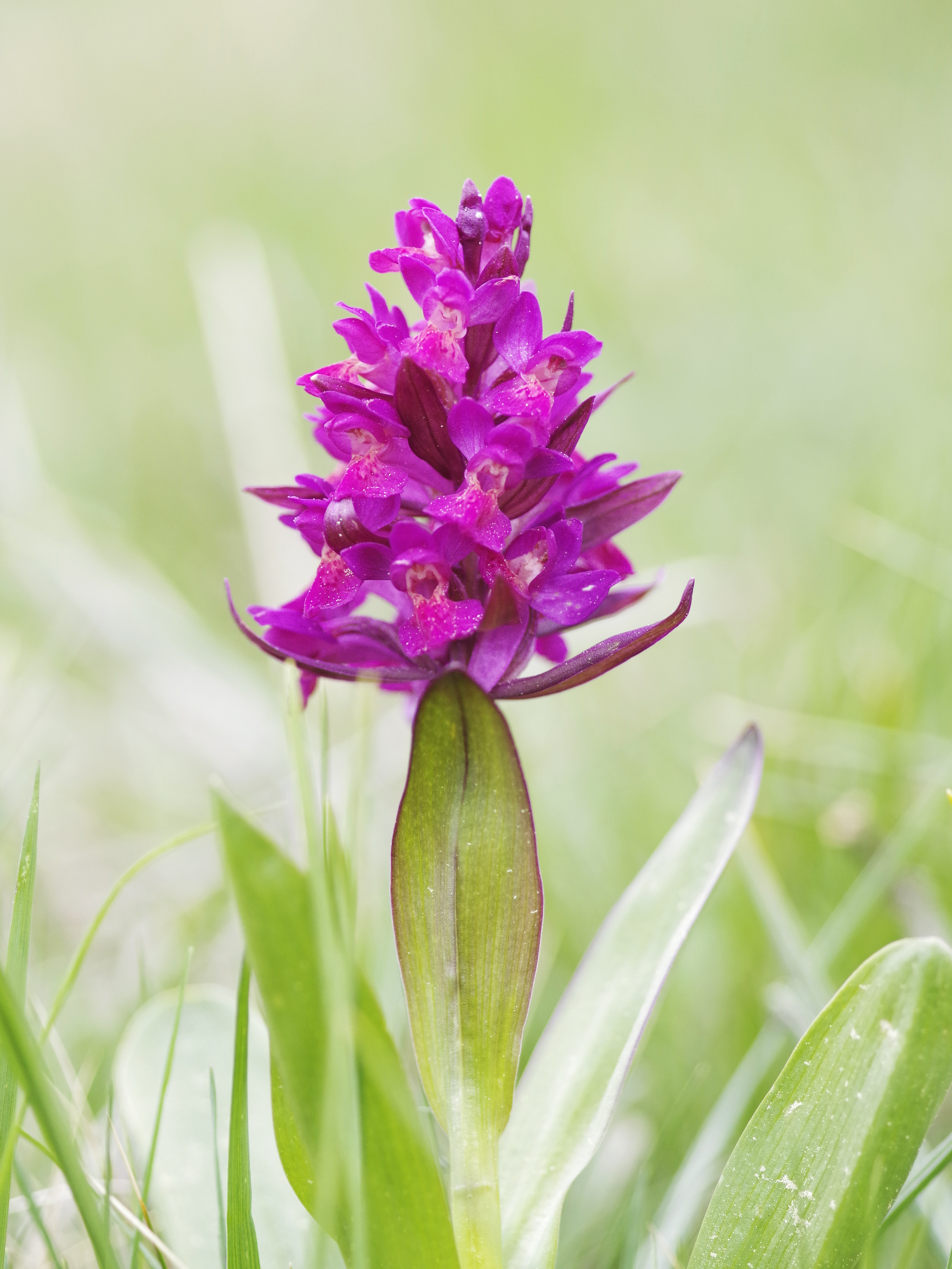 Dactylorhiza sambucina_hohenau5.jpg
