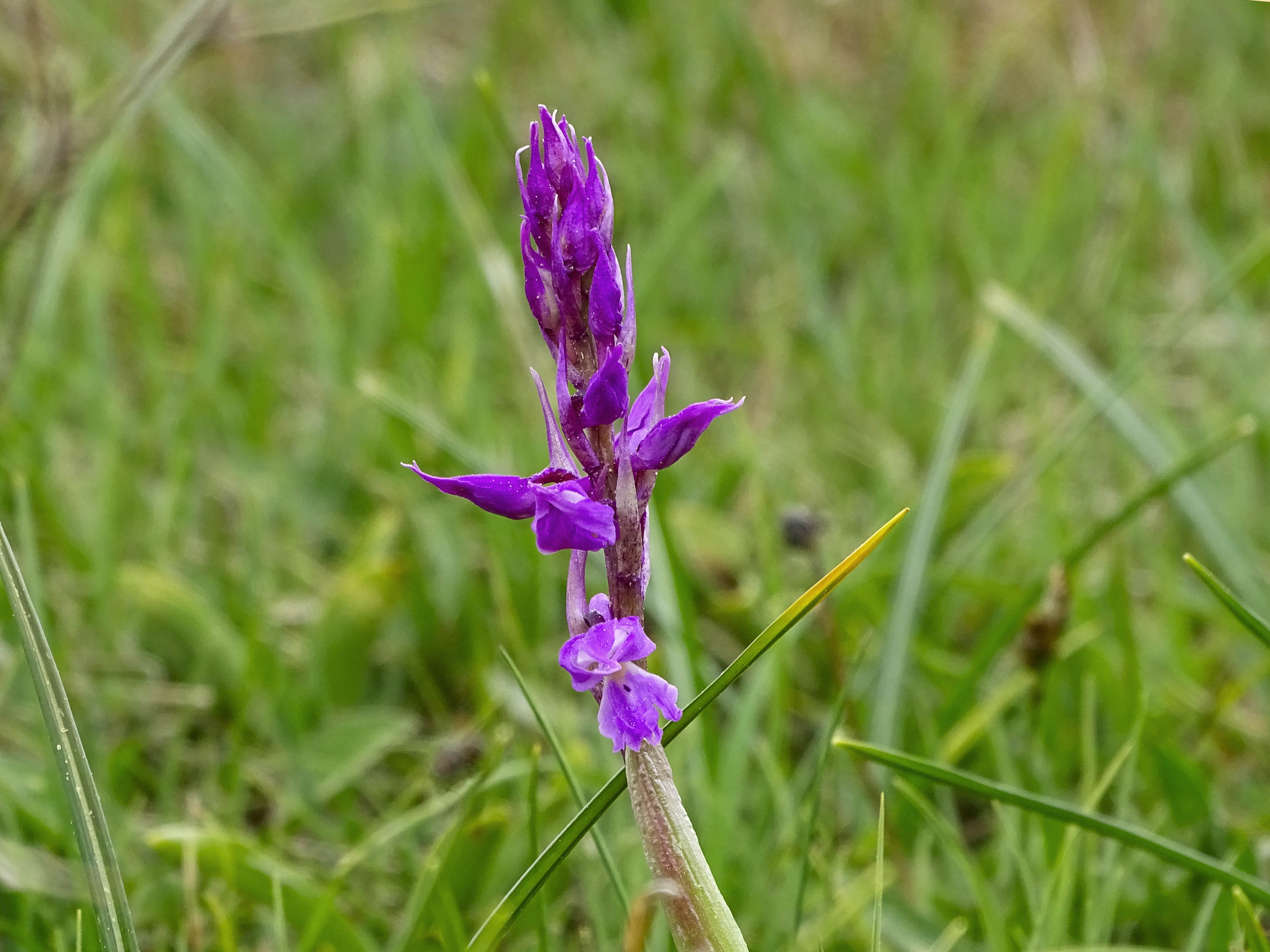 Orchis mascula2_hohenau.jpg