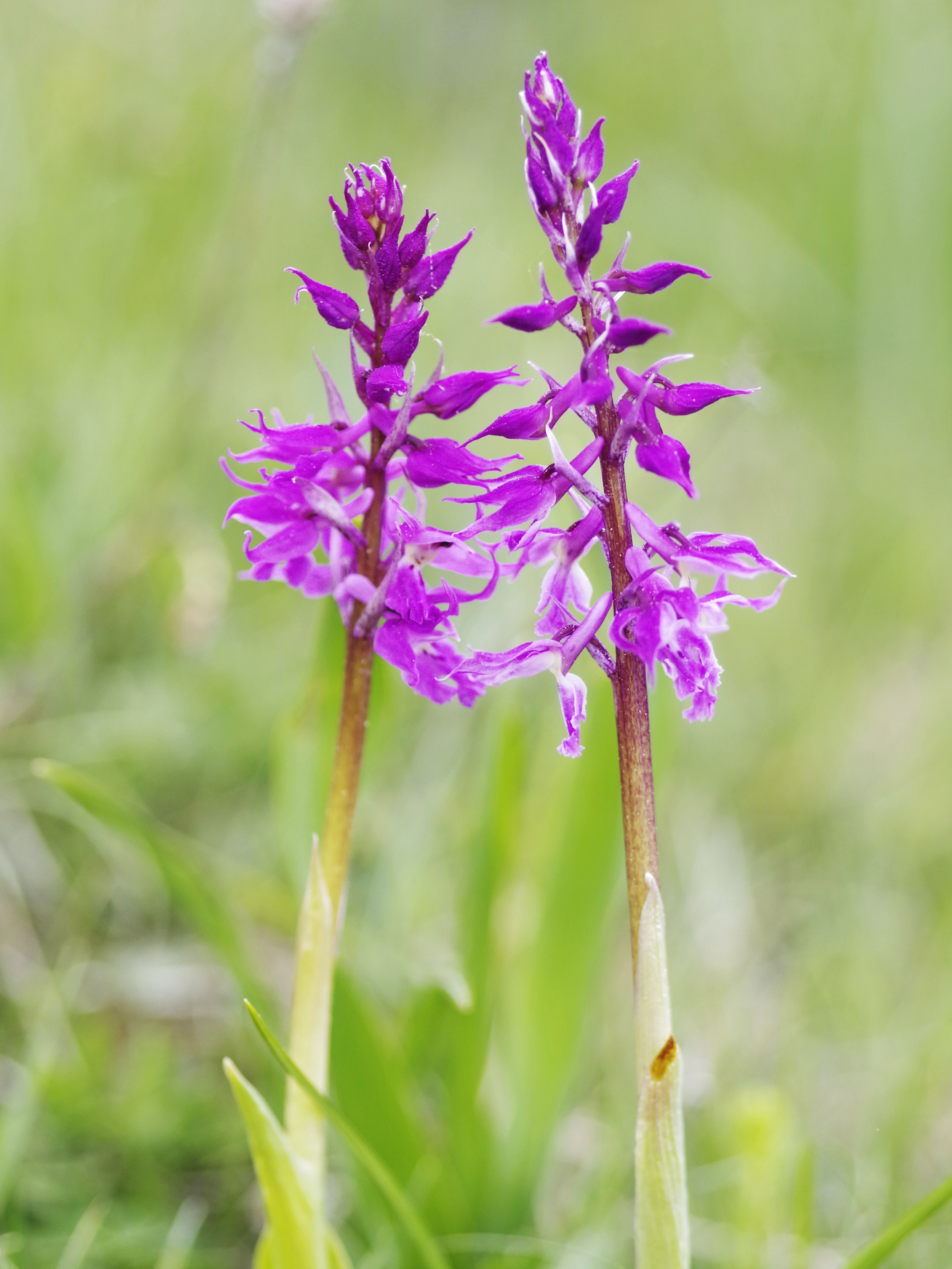 Orchis mascula_hohenau.jpg