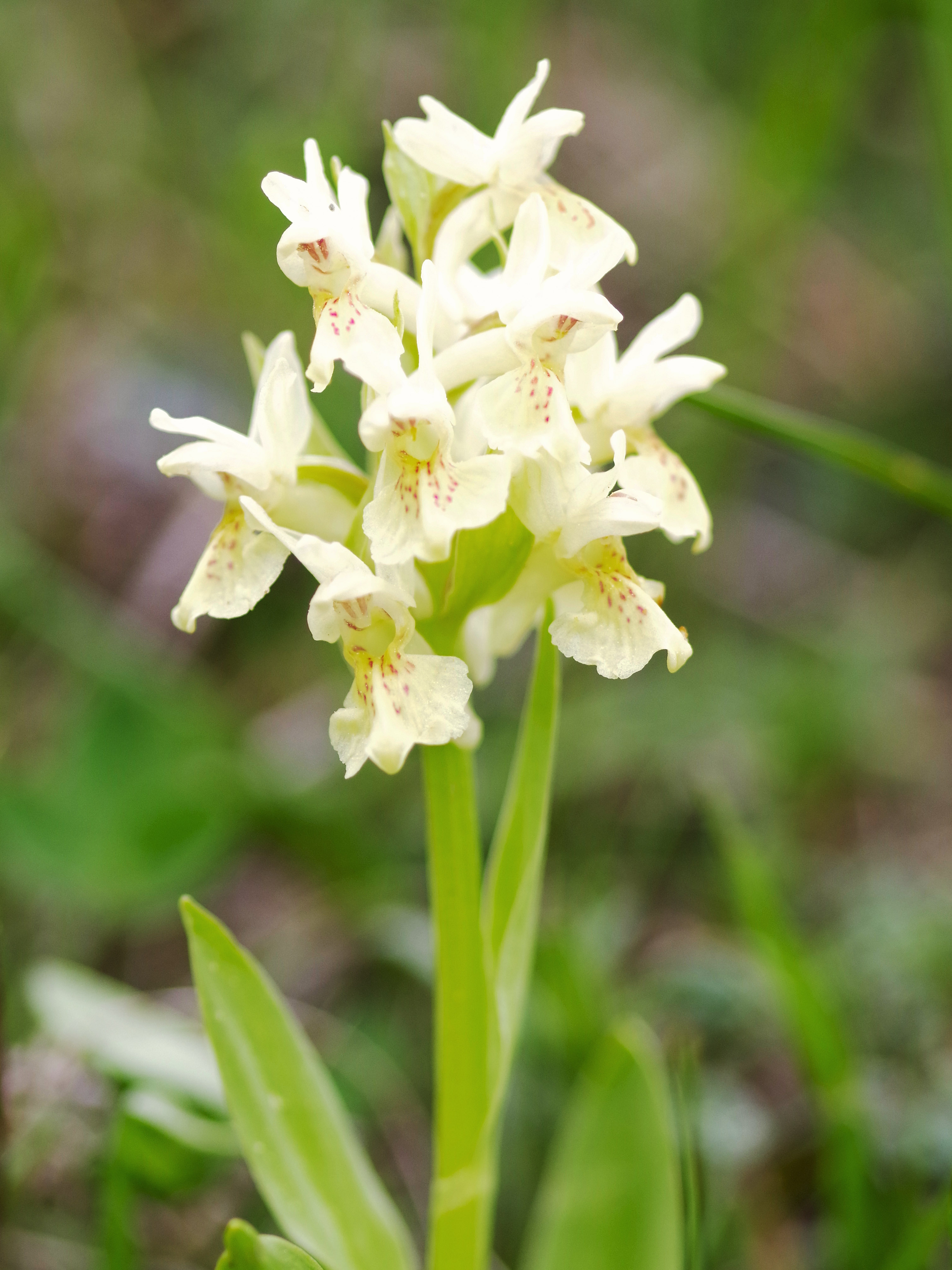 Dactylorhiza sambucina_hohenau6.jpg