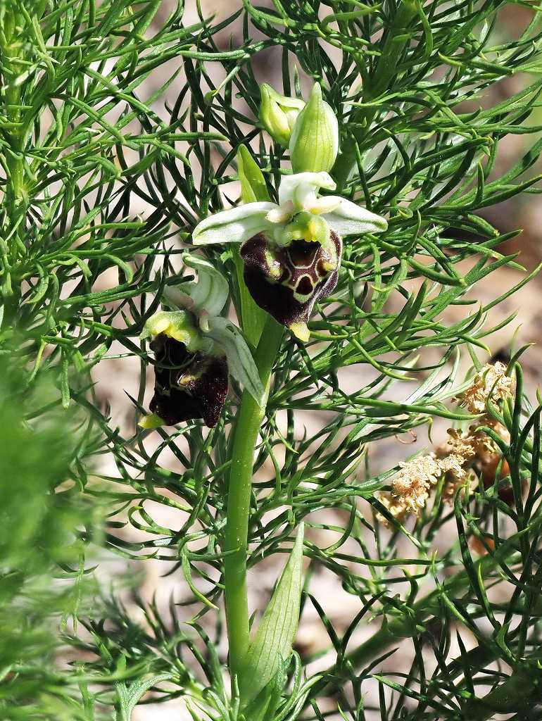 k-Ophrys Holoserica 1.JPG