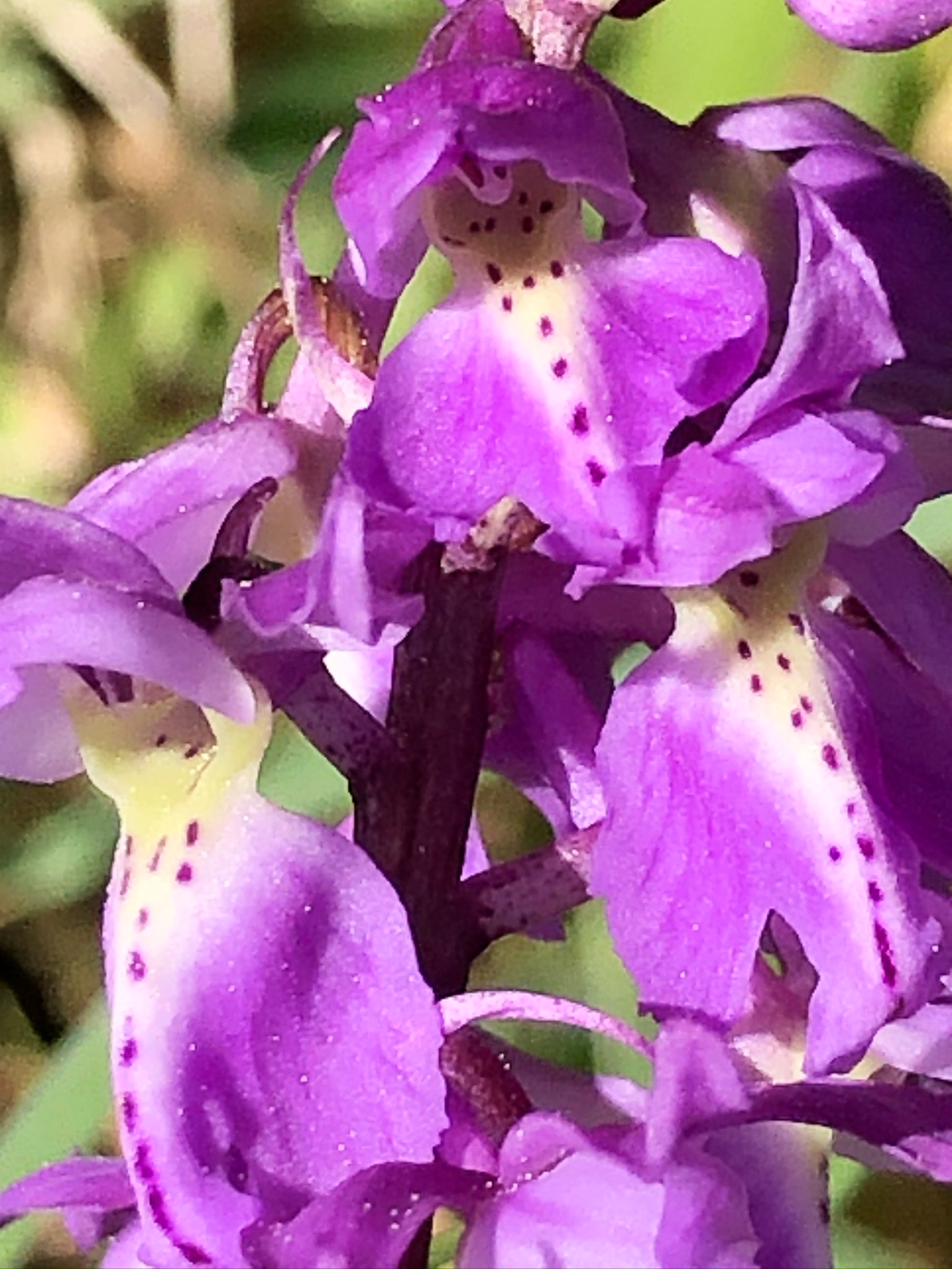Orchis mascula 26042020(5).JPEG