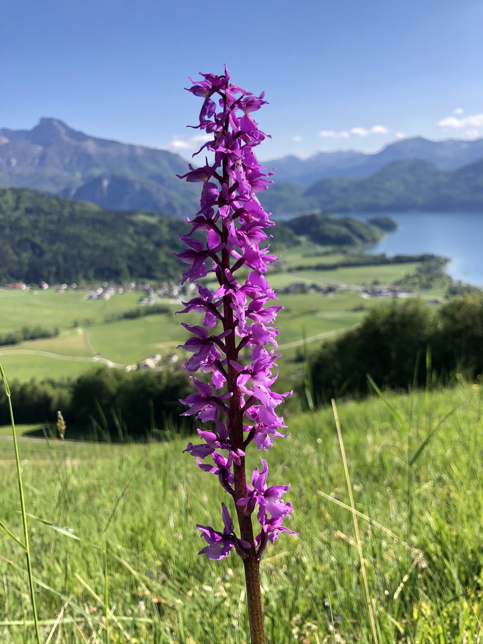 Orchis mascula 2 06052020 (2).JPEG