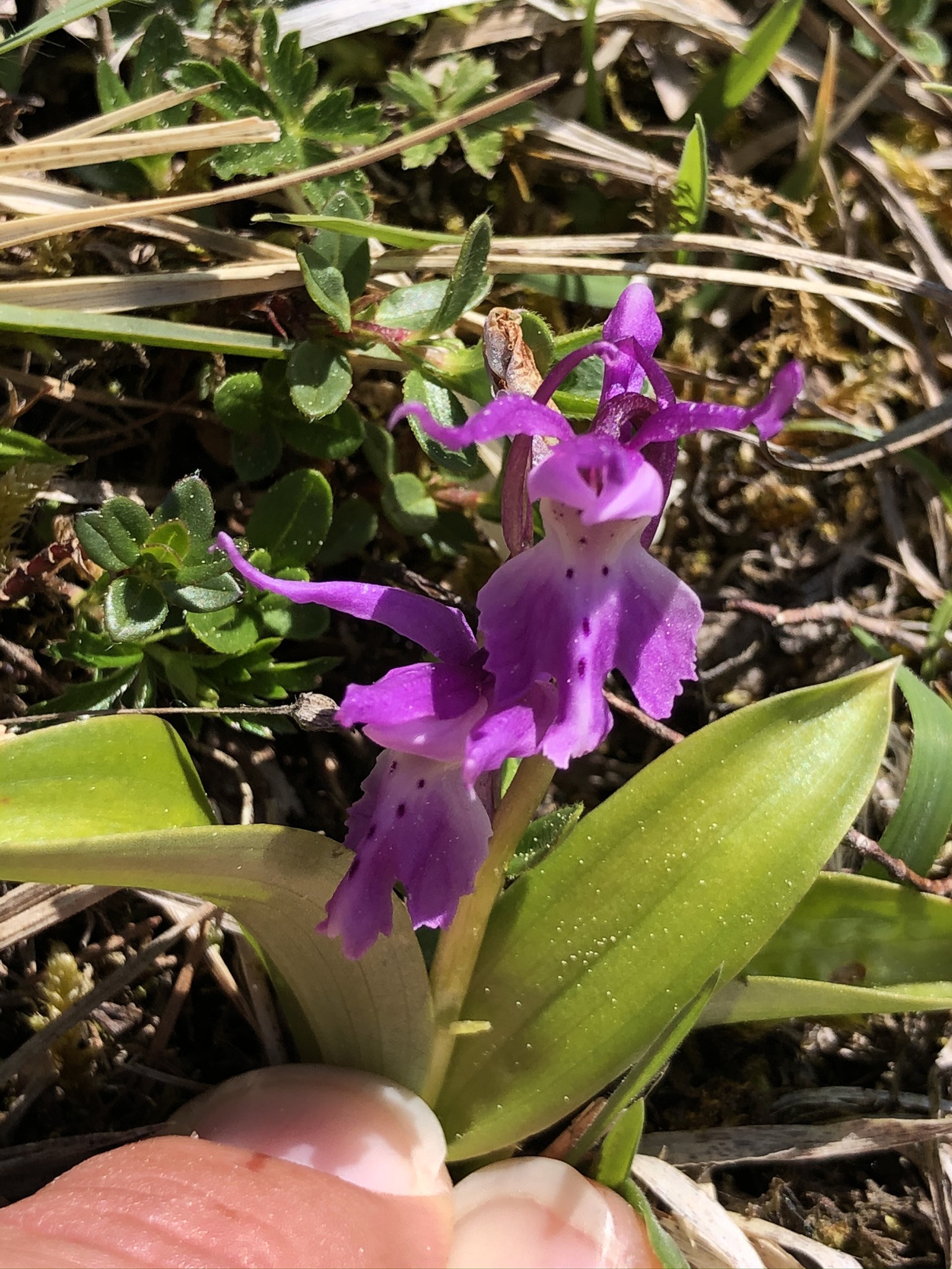 Orchis mascula Zwergwuchs (1).JPEG