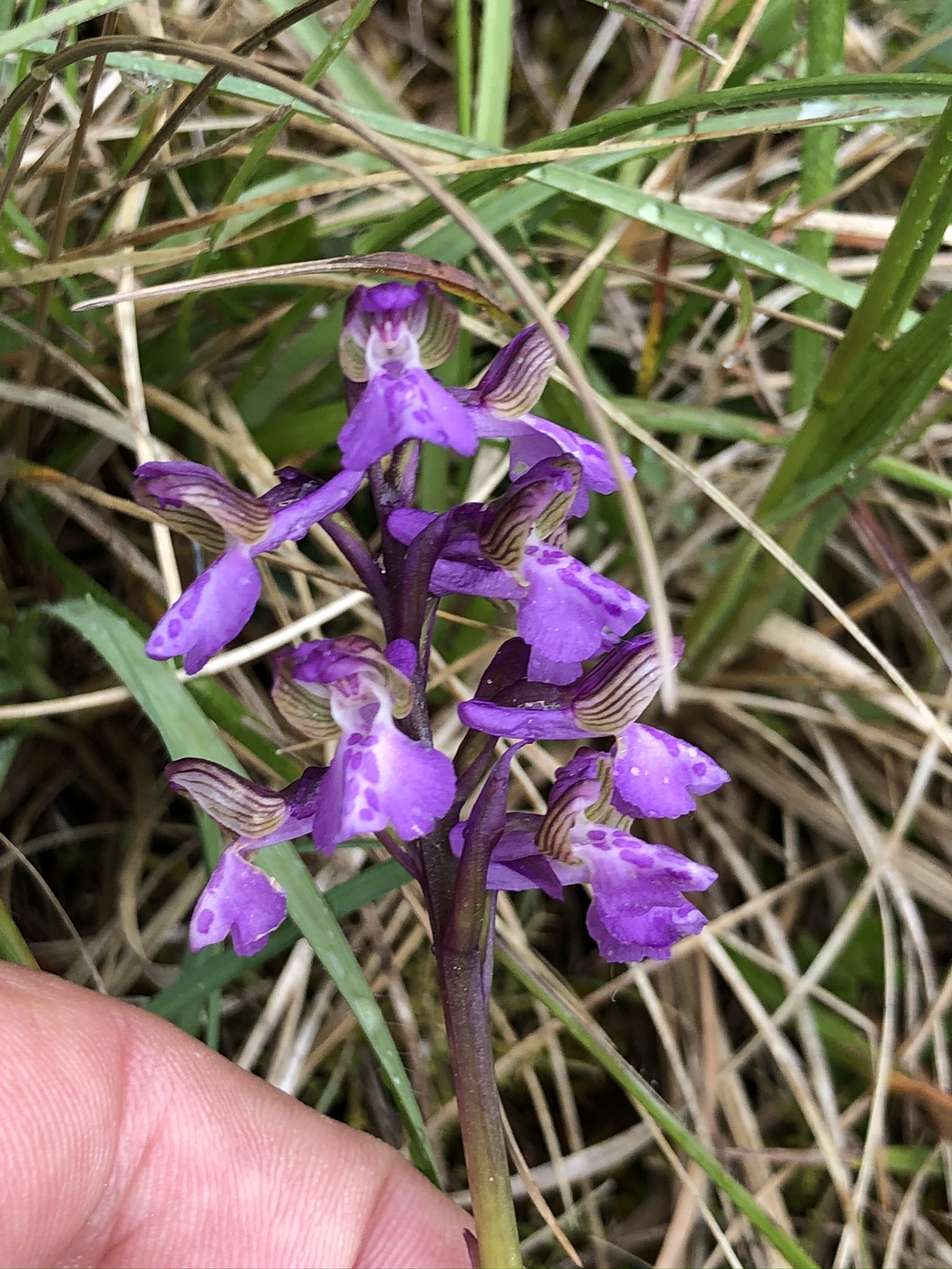 Anacamptis morio (2).JPEG