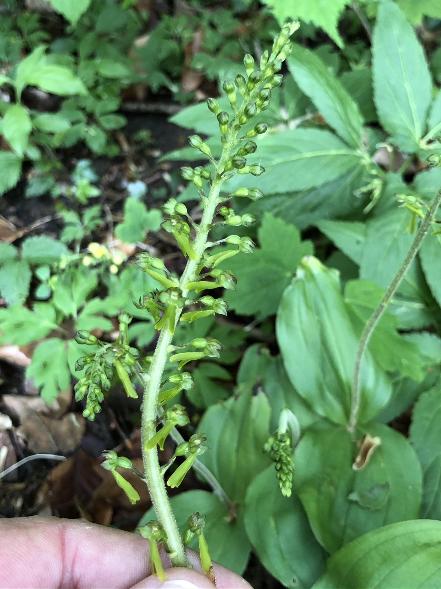 Neottia ovata (2).JPEG