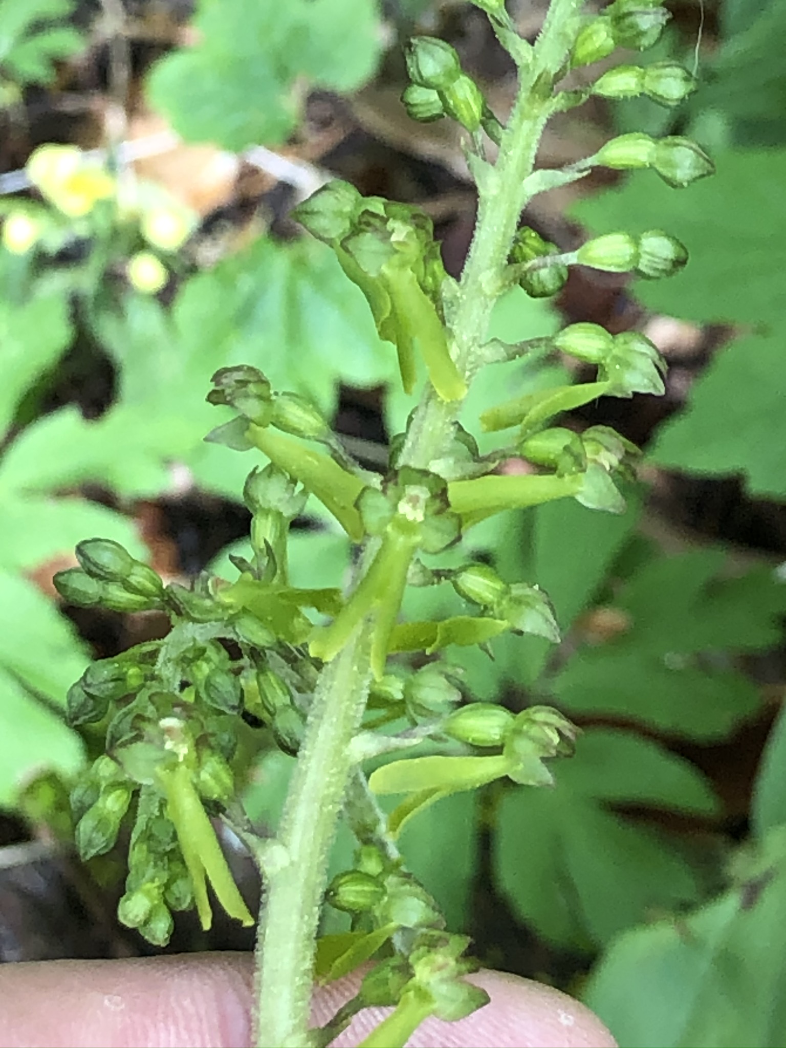 Neottia ovata (3).JPEG