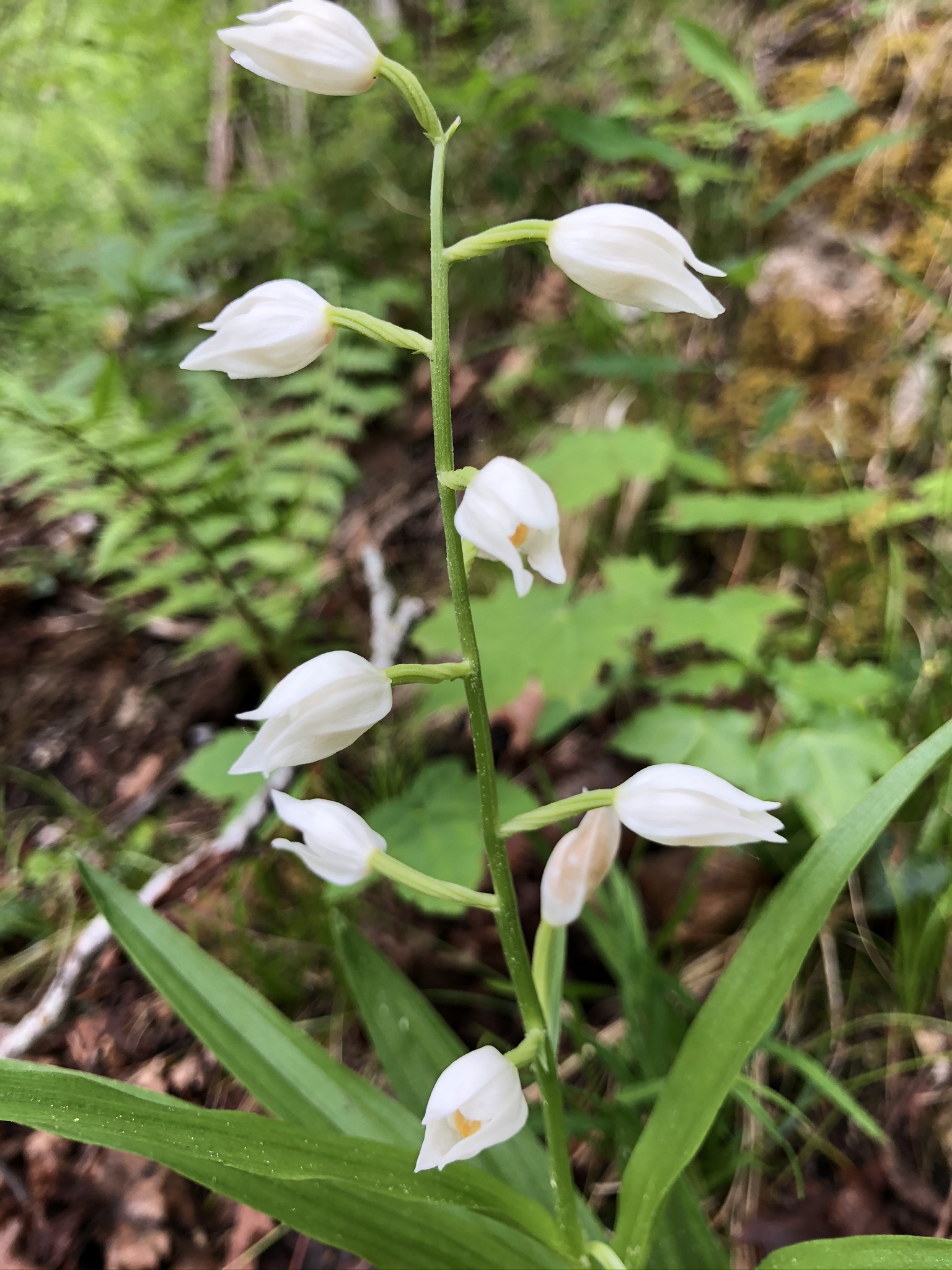 Cephalanthera longifolia 0105 (5).JPEG