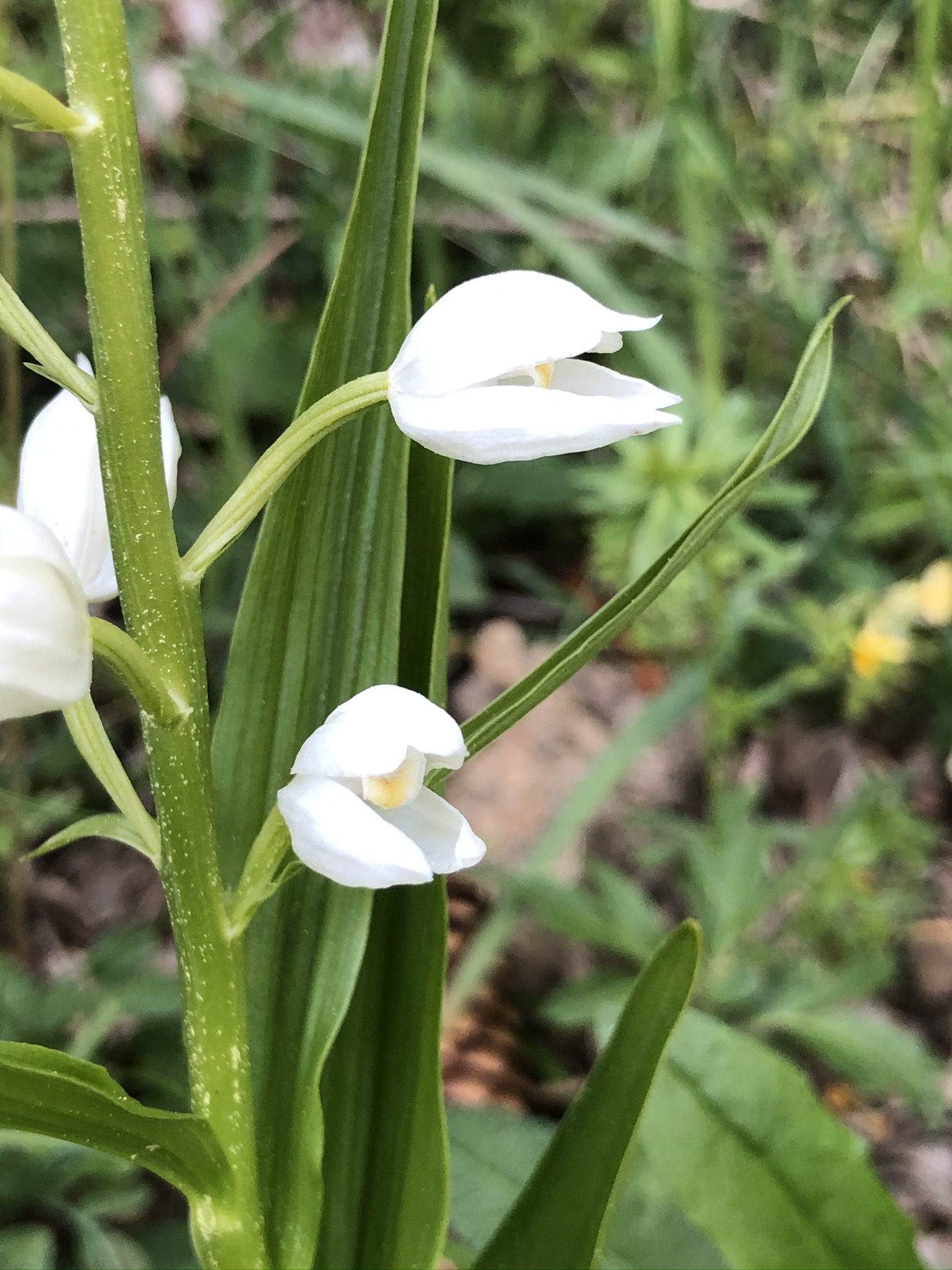 Cephalanthera longifolia 0605(6).JPEG